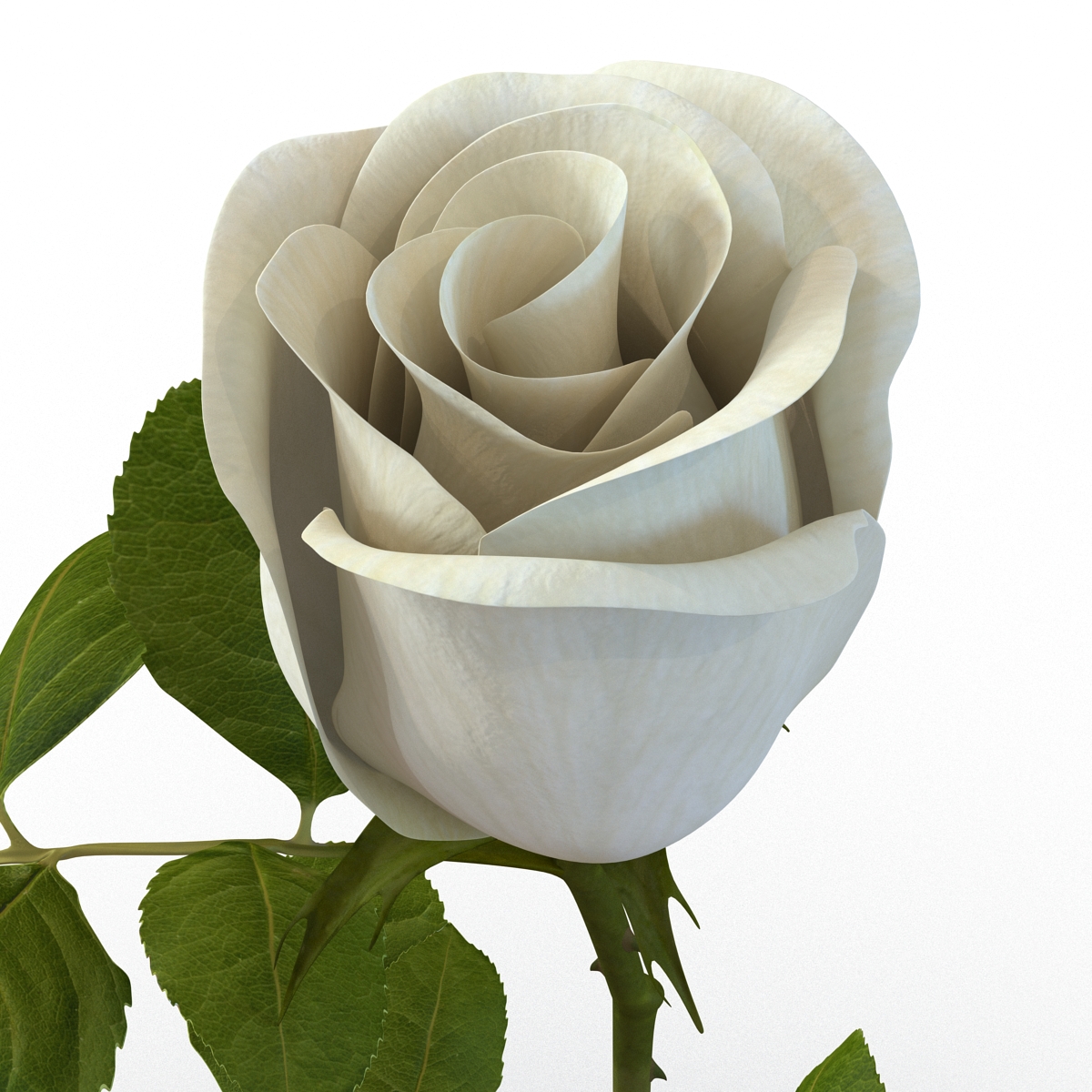 Rose 2 White 3D