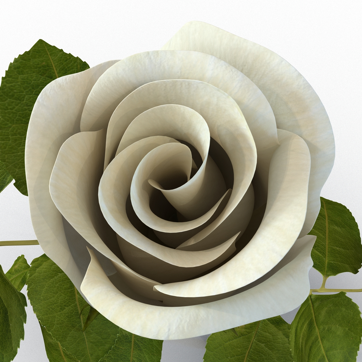 Rose 2 White 3D