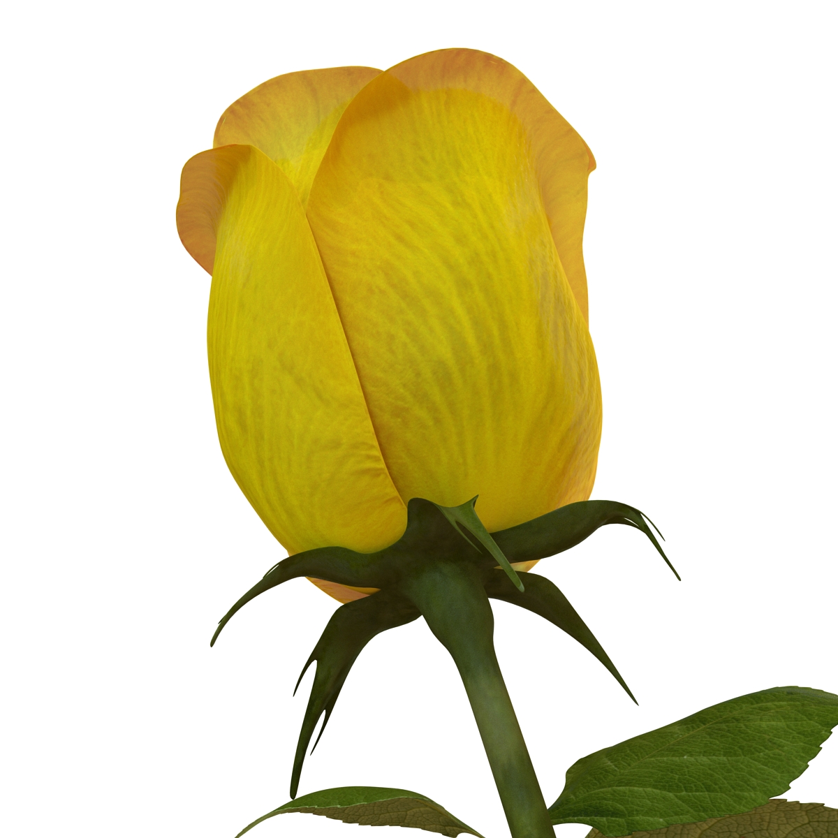 3D Rose 2 Yellow model