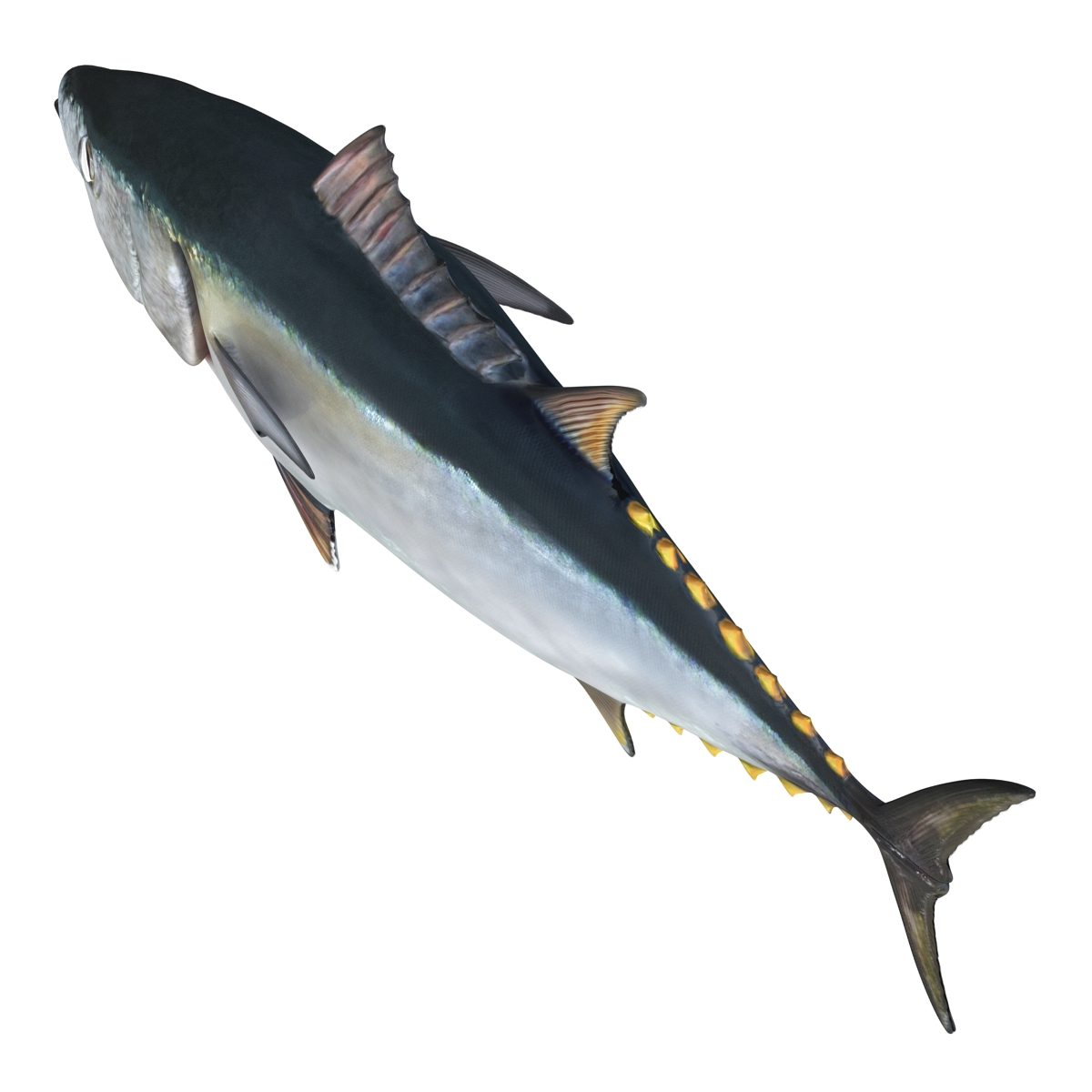 3D Tuna Fish Rigged