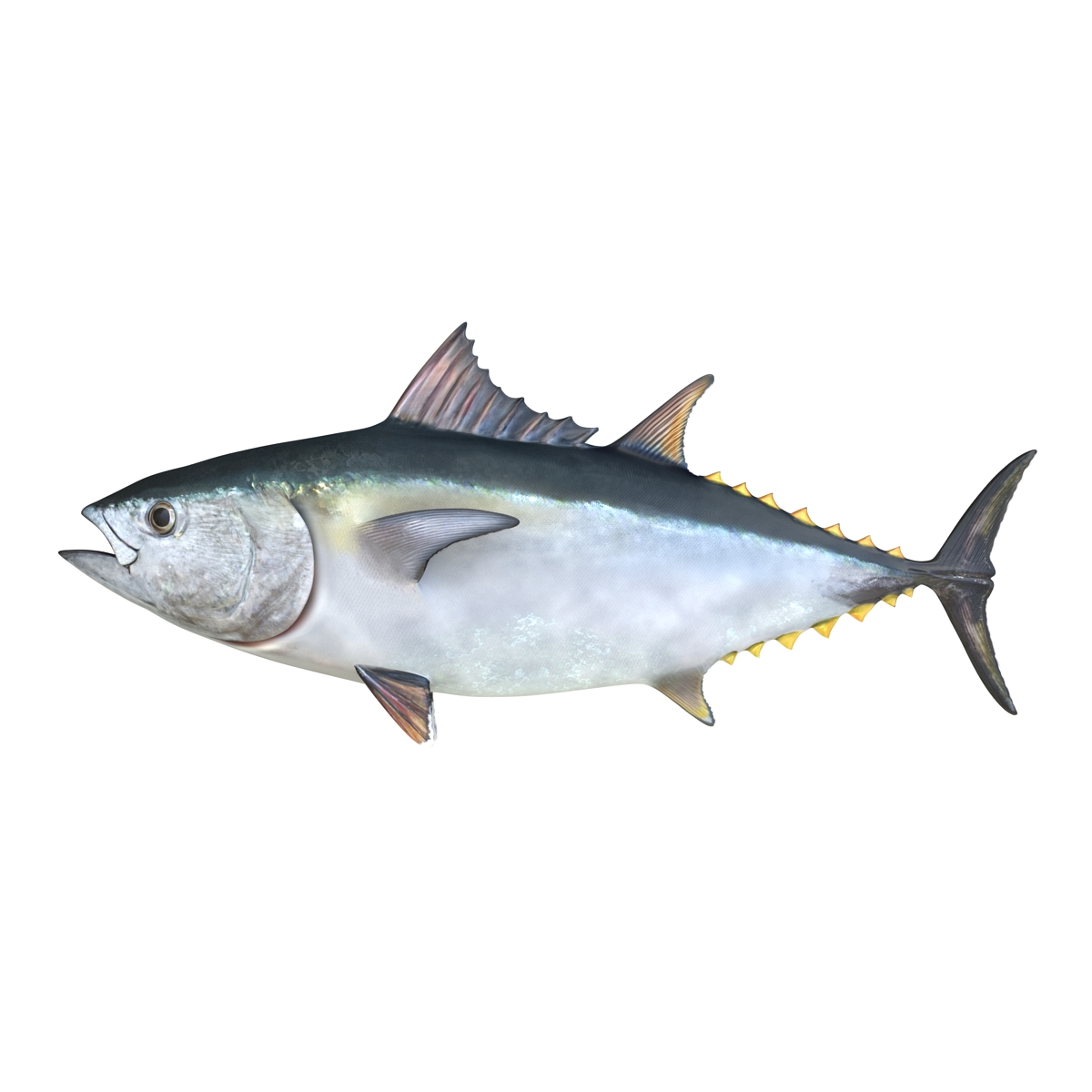 3D Tuna Fish Rigged