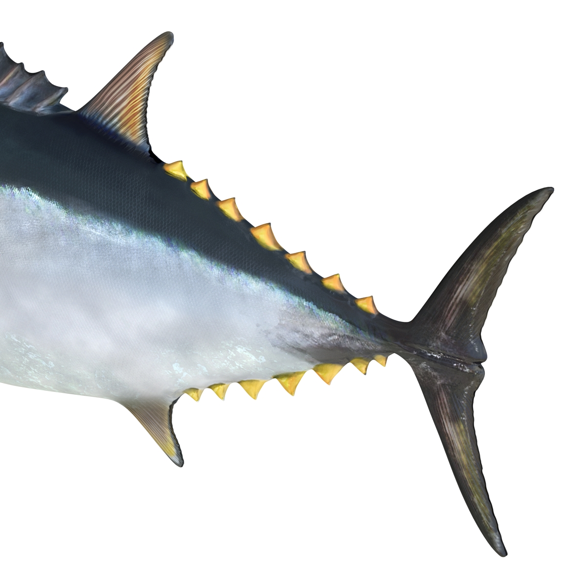 3D Tuna Fish Rigged