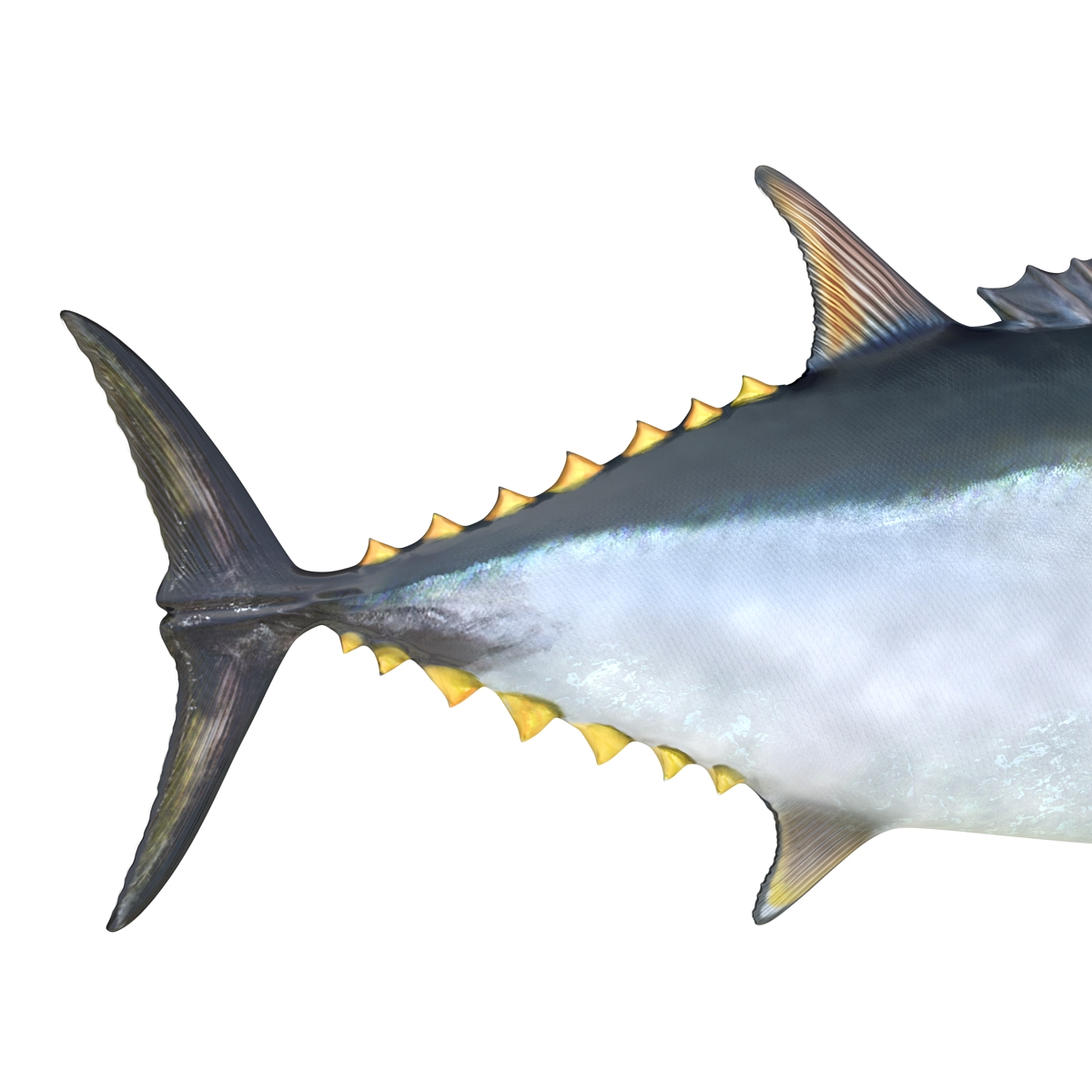 3D Tuna Fish Rigged