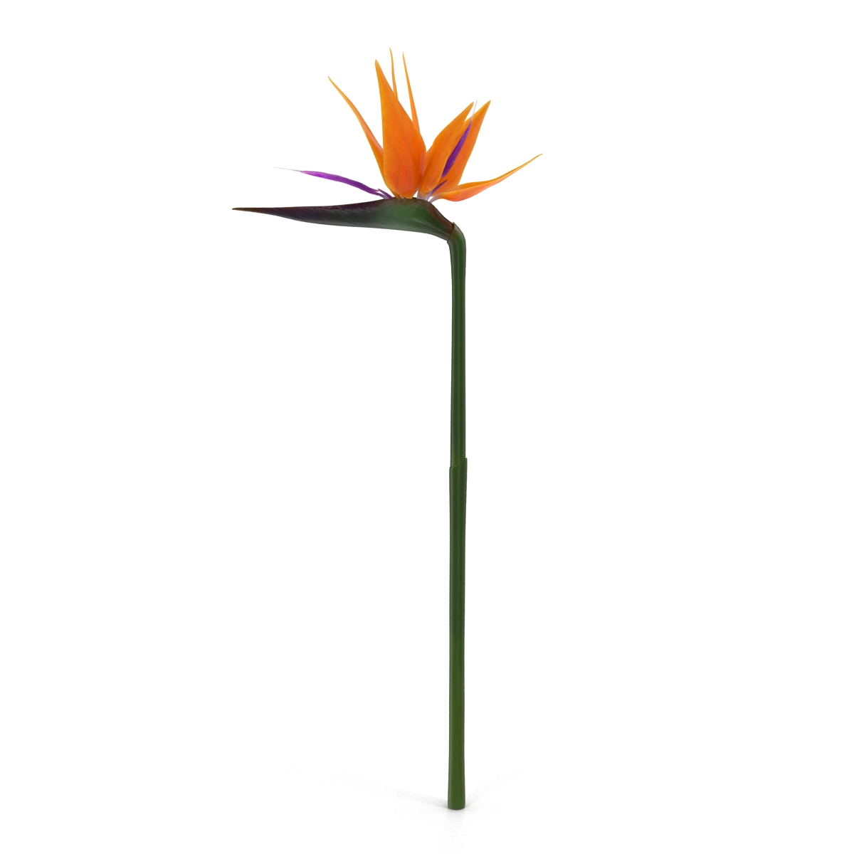 3D model Bird of Paradise Flower 2