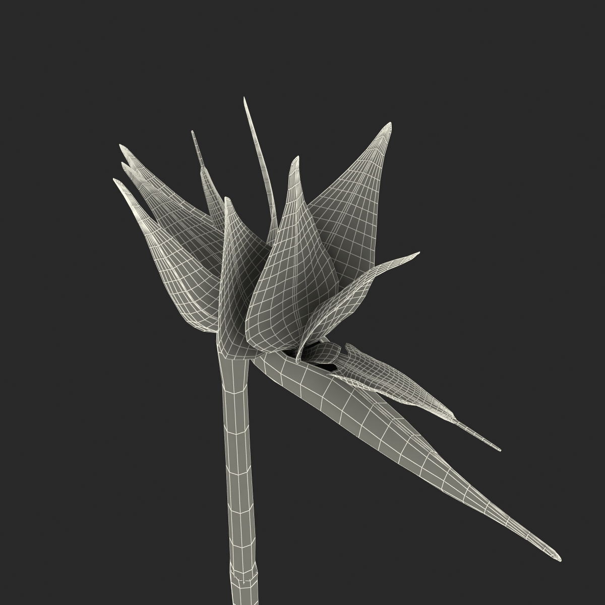 3D model Bird of Paradise Flower 2