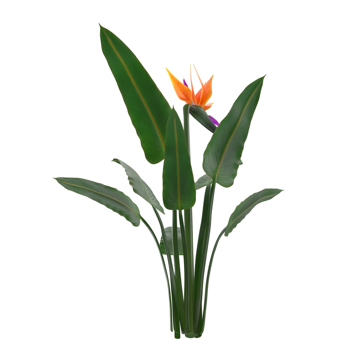 3D Bird of Paradise Flower model