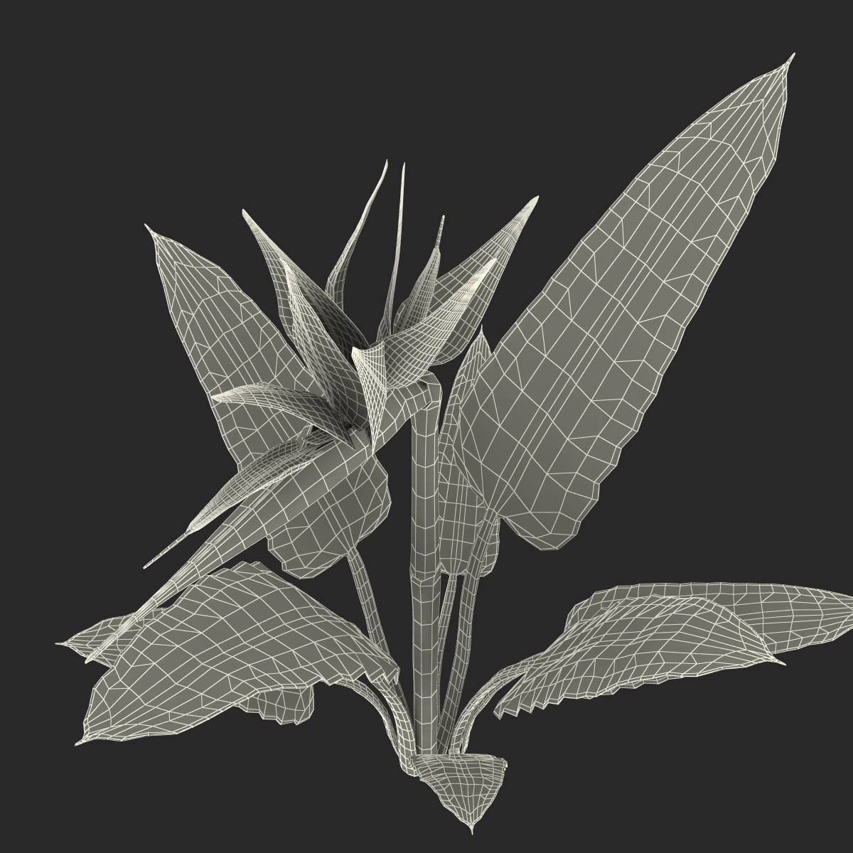 3D Bird of Paradise Flower model