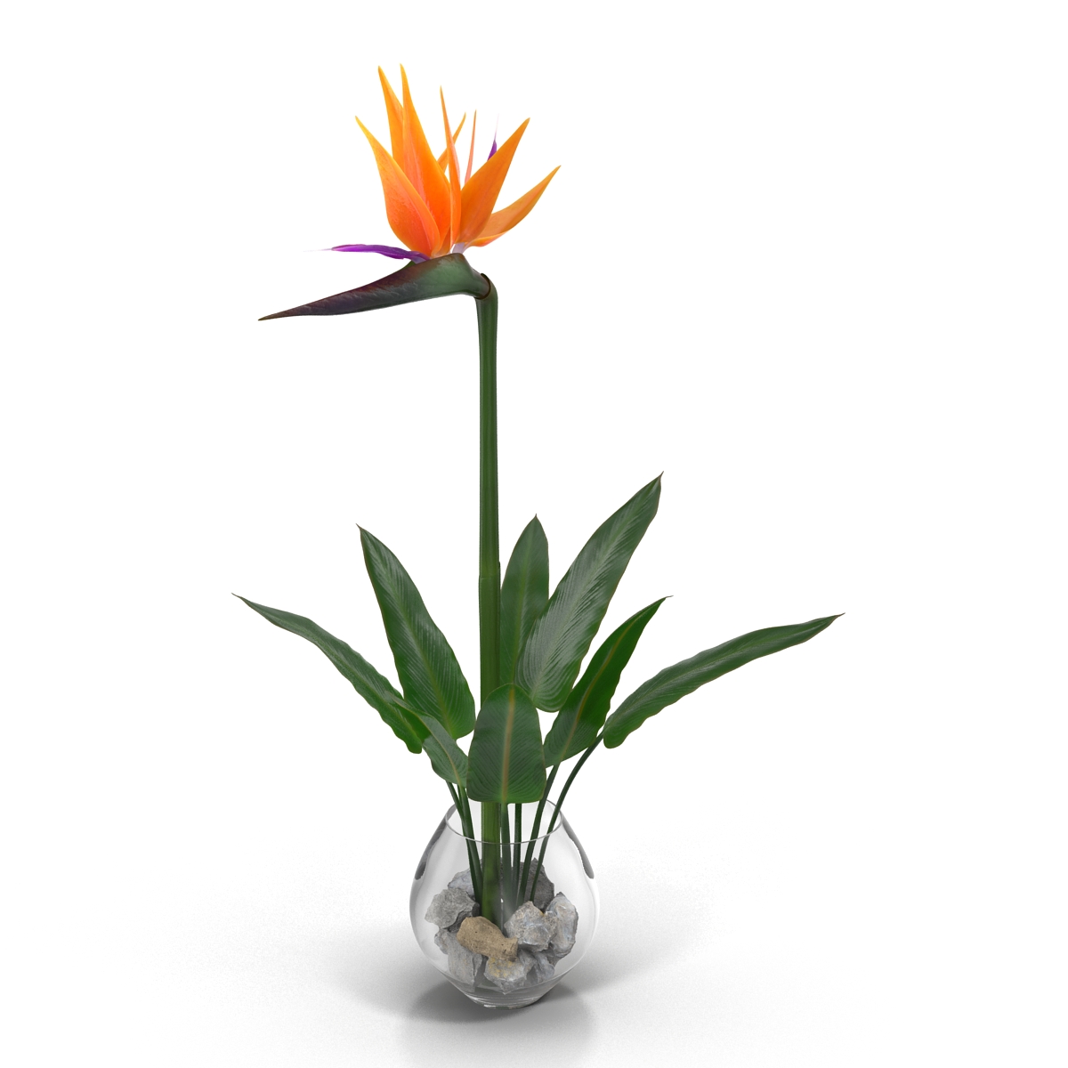 3D model Bird of Paradise in Glass Vase