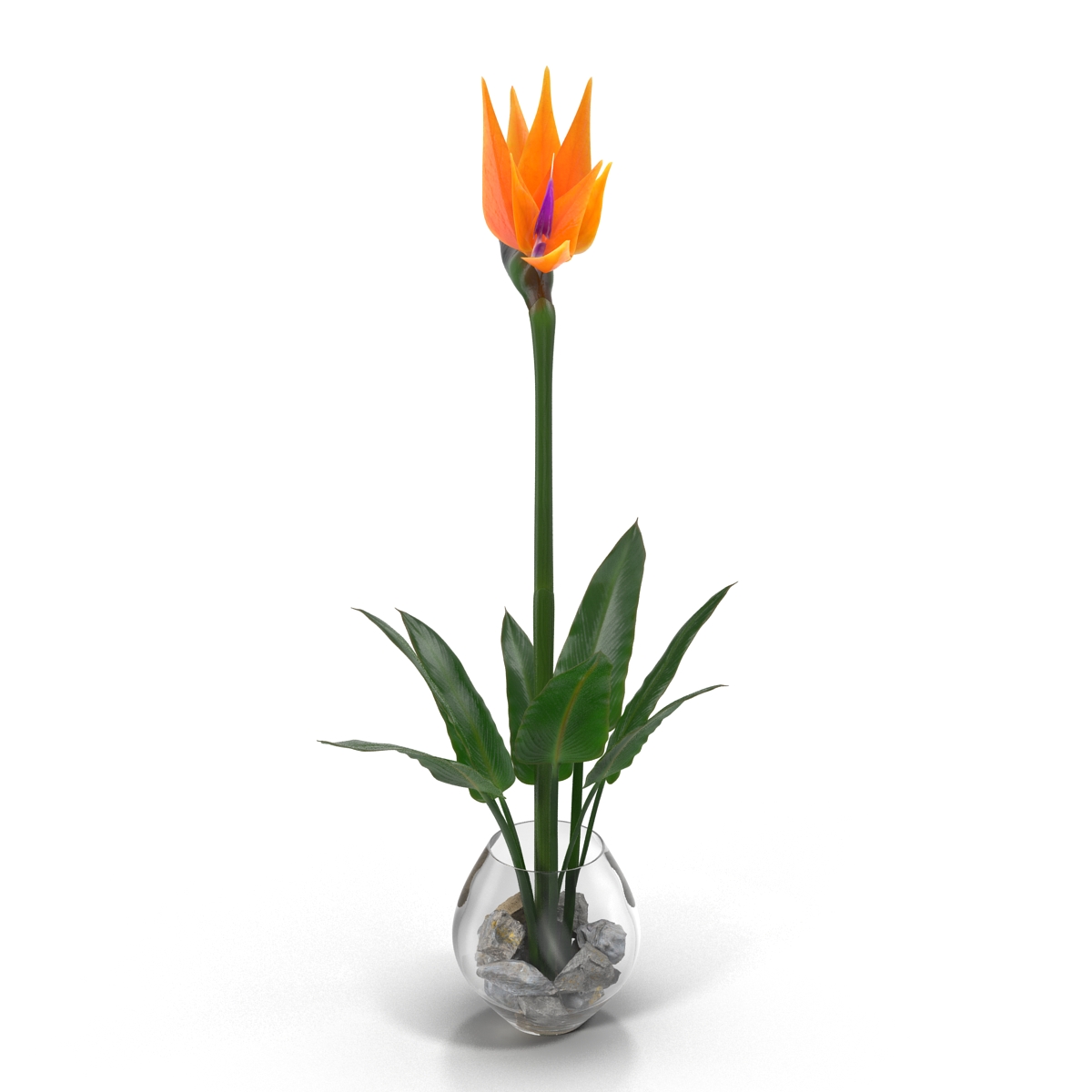 3D model Bird of Paradise in Glass Vase