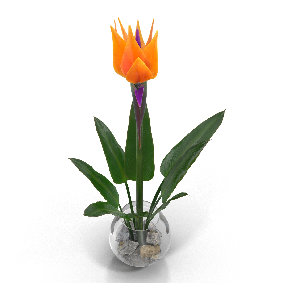 3D model Bird of Paradise in Glass Vase