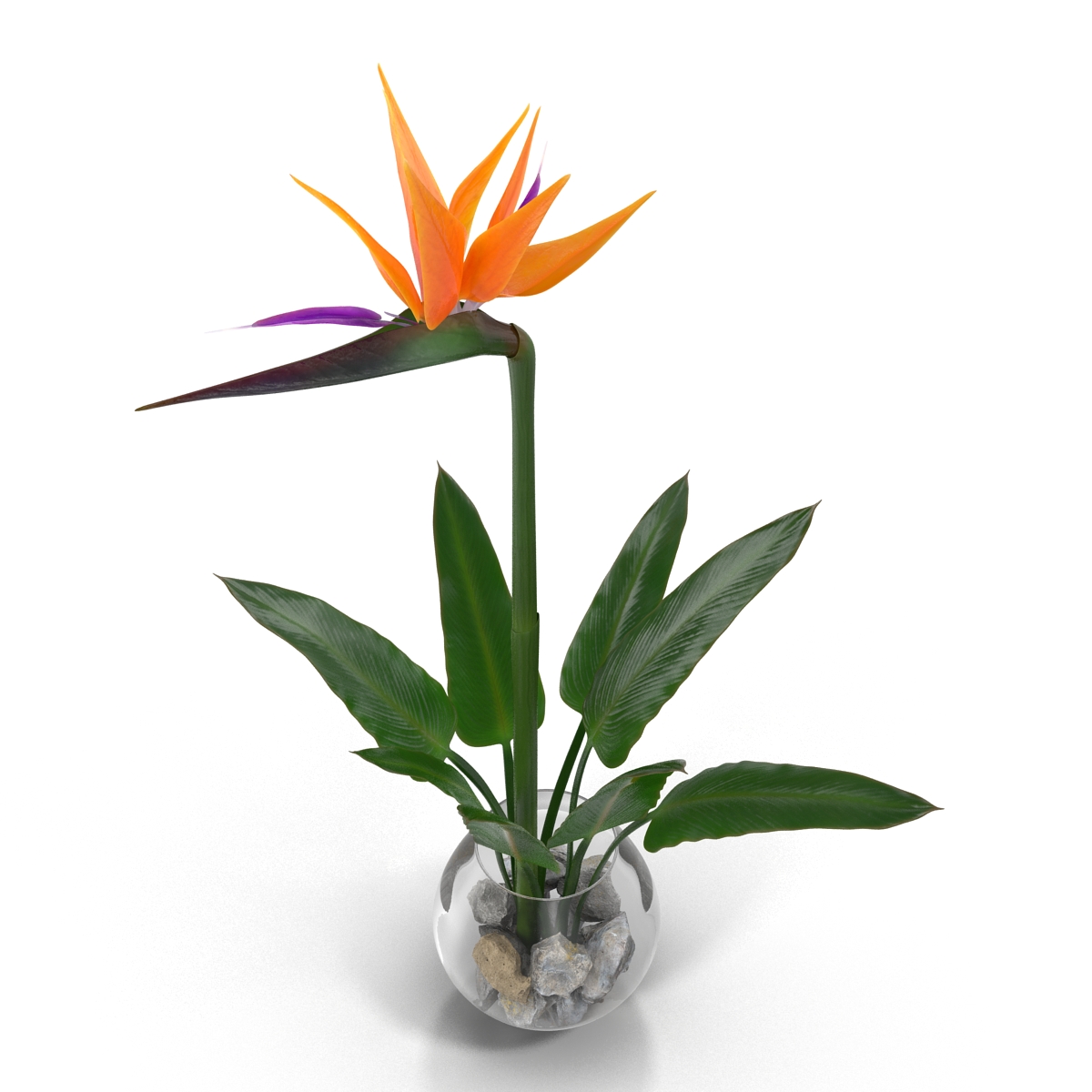 3D model Bird of Paradise in Glass Vase