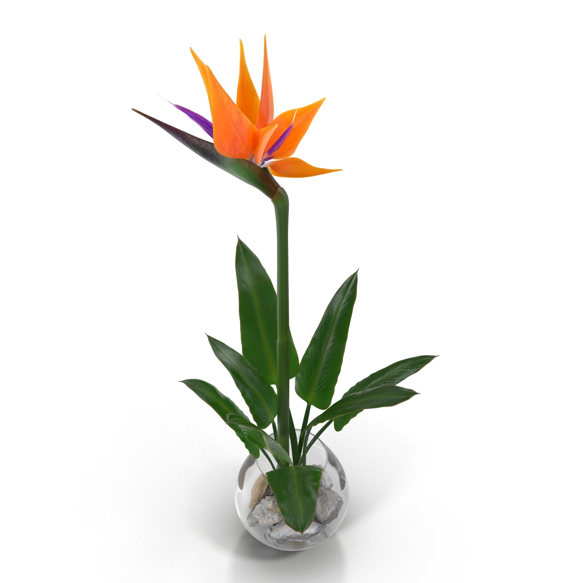 3D model Bird of Paradise in Glass Vase