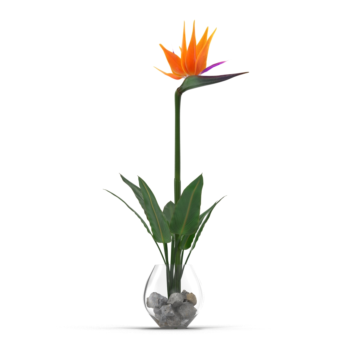 3D model Bird of Paradise in Glass Vase