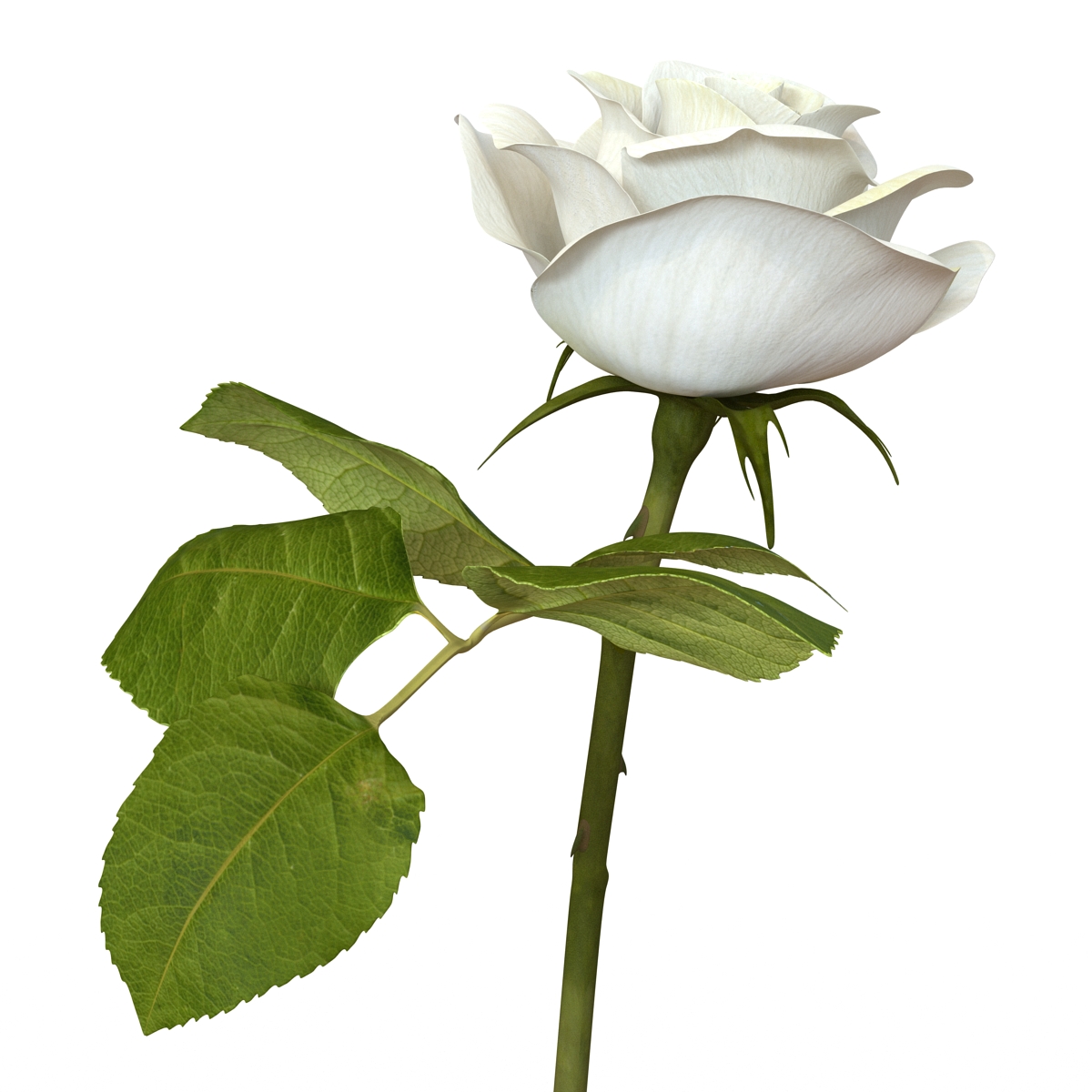 Rose 3 White 3D