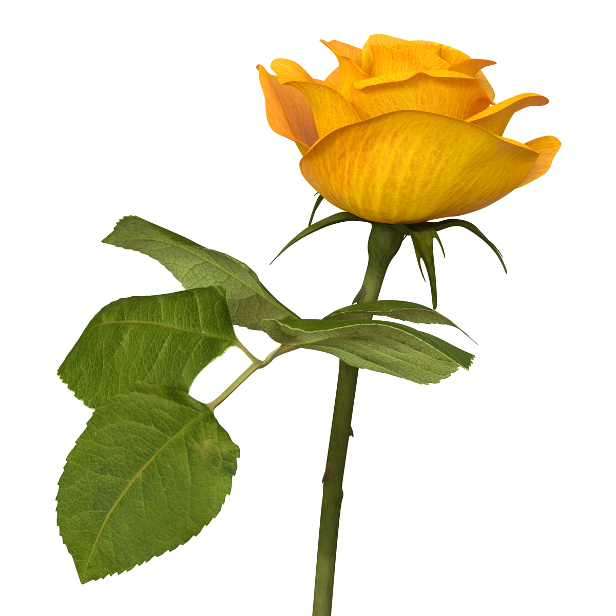 3D Rose 3 Yellow model