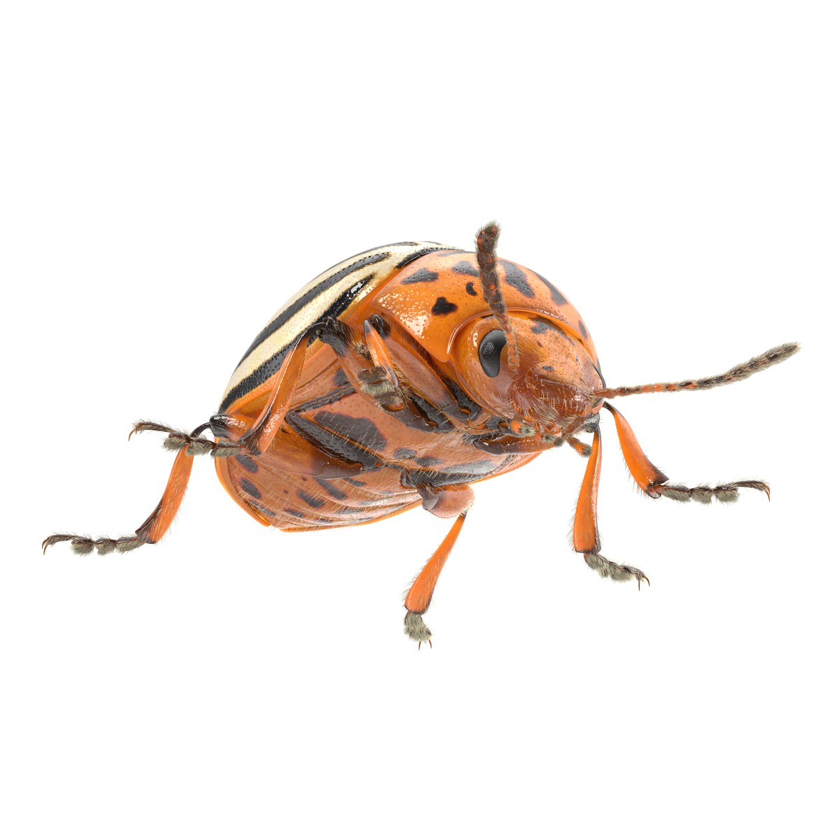 3D Colorado Potato Beetle with Fur