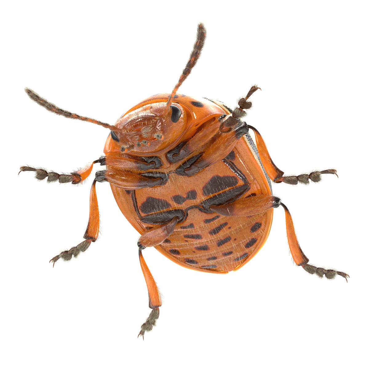 3D Colorado Potato Beetle with Fur