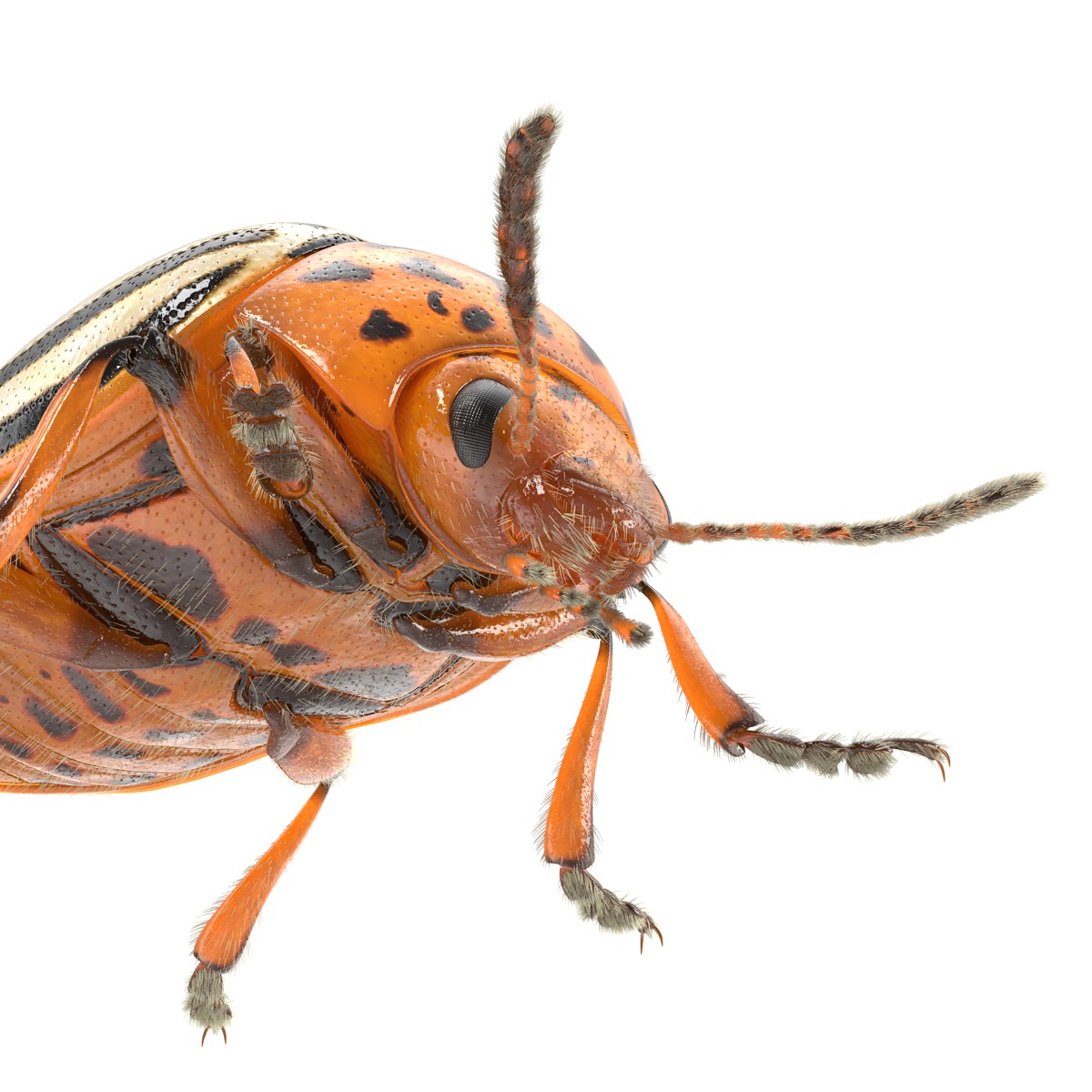 3D Colorado Potato Beetle with Fur