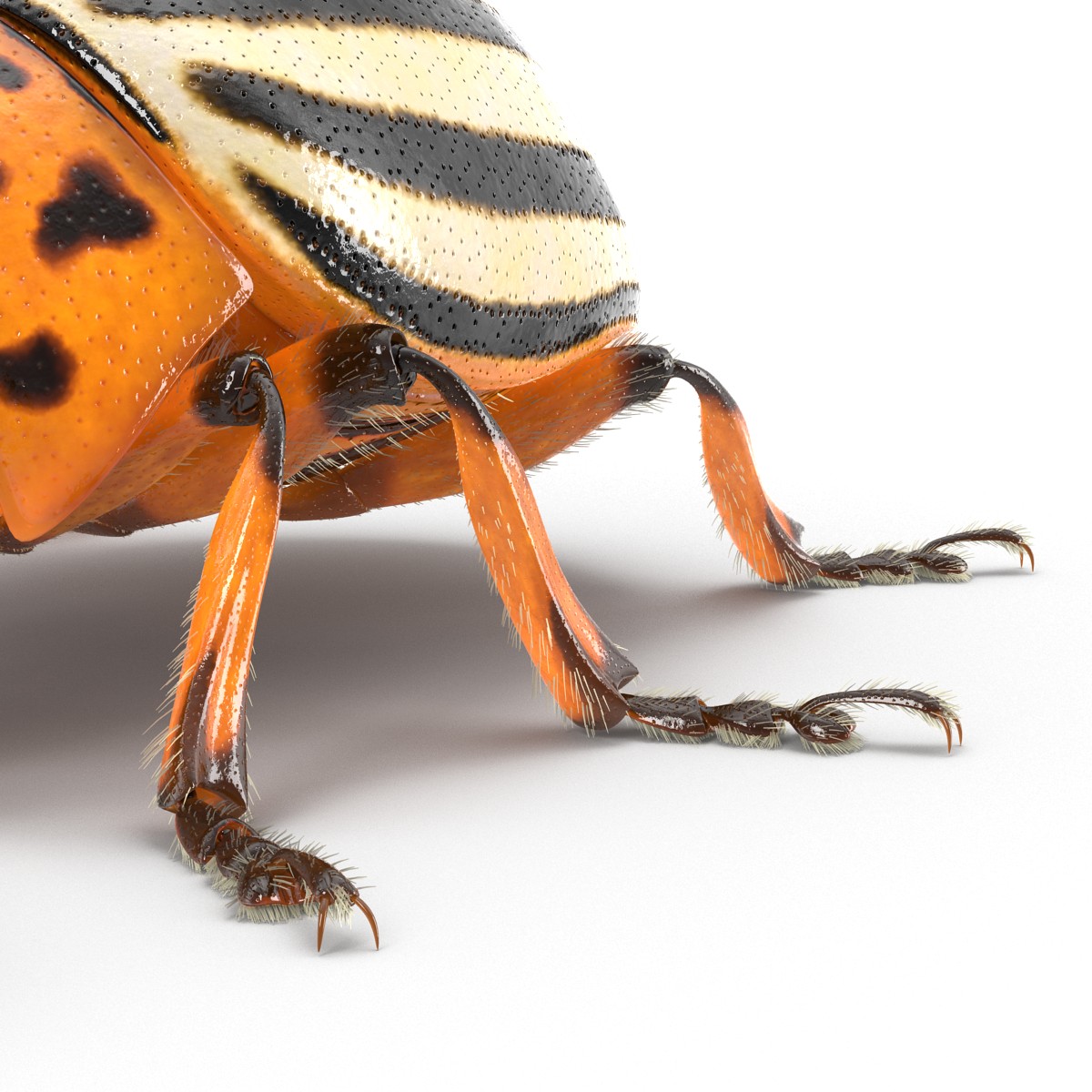 3D Colorado Potato Beetle with Fur