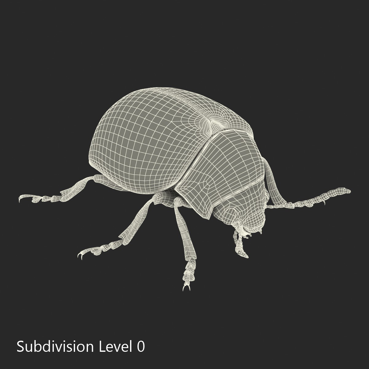 3D Colorado Potato Beetle with Fur