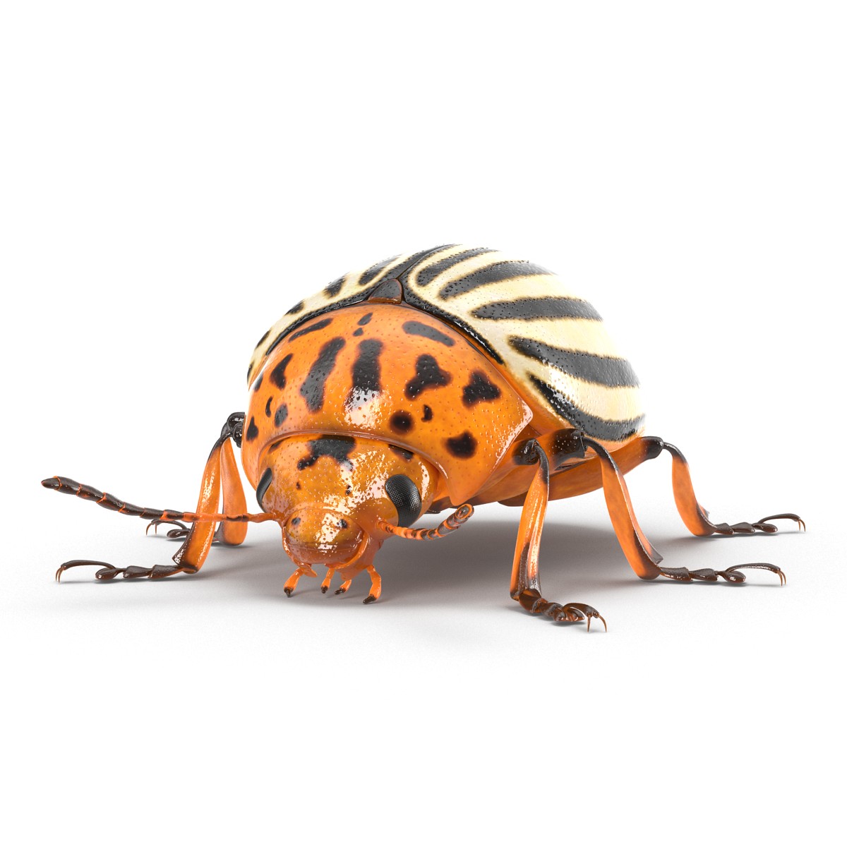 Colorado Potato Beetle Rigged 3D model