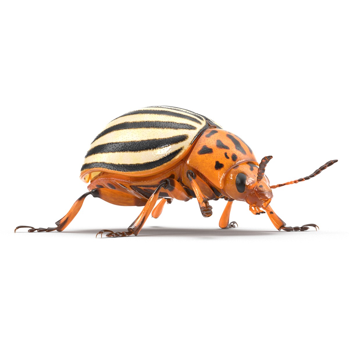 Colorado Potato Beetle Rigged 3D model