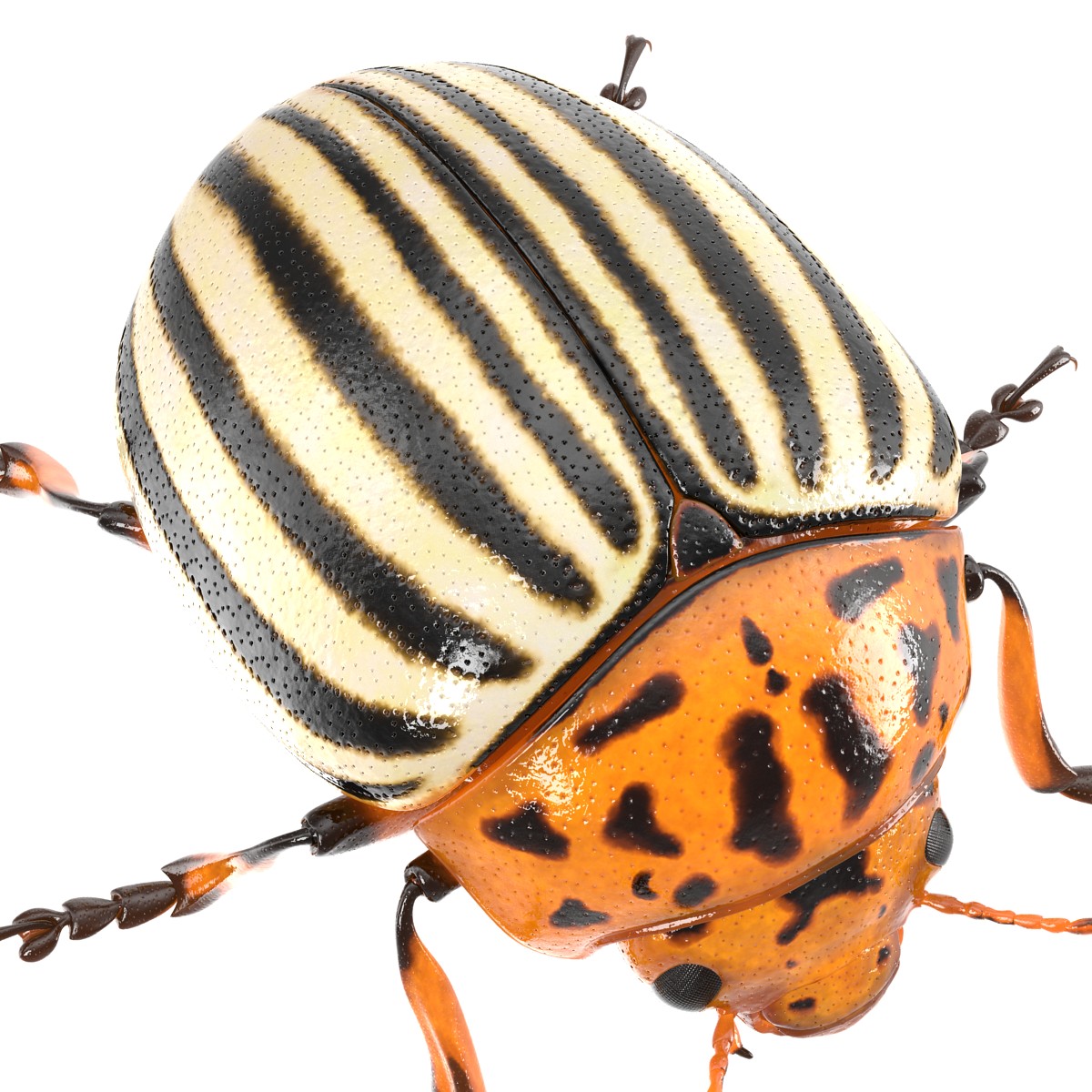 Colorado Potato Beetle Rigged 3D model