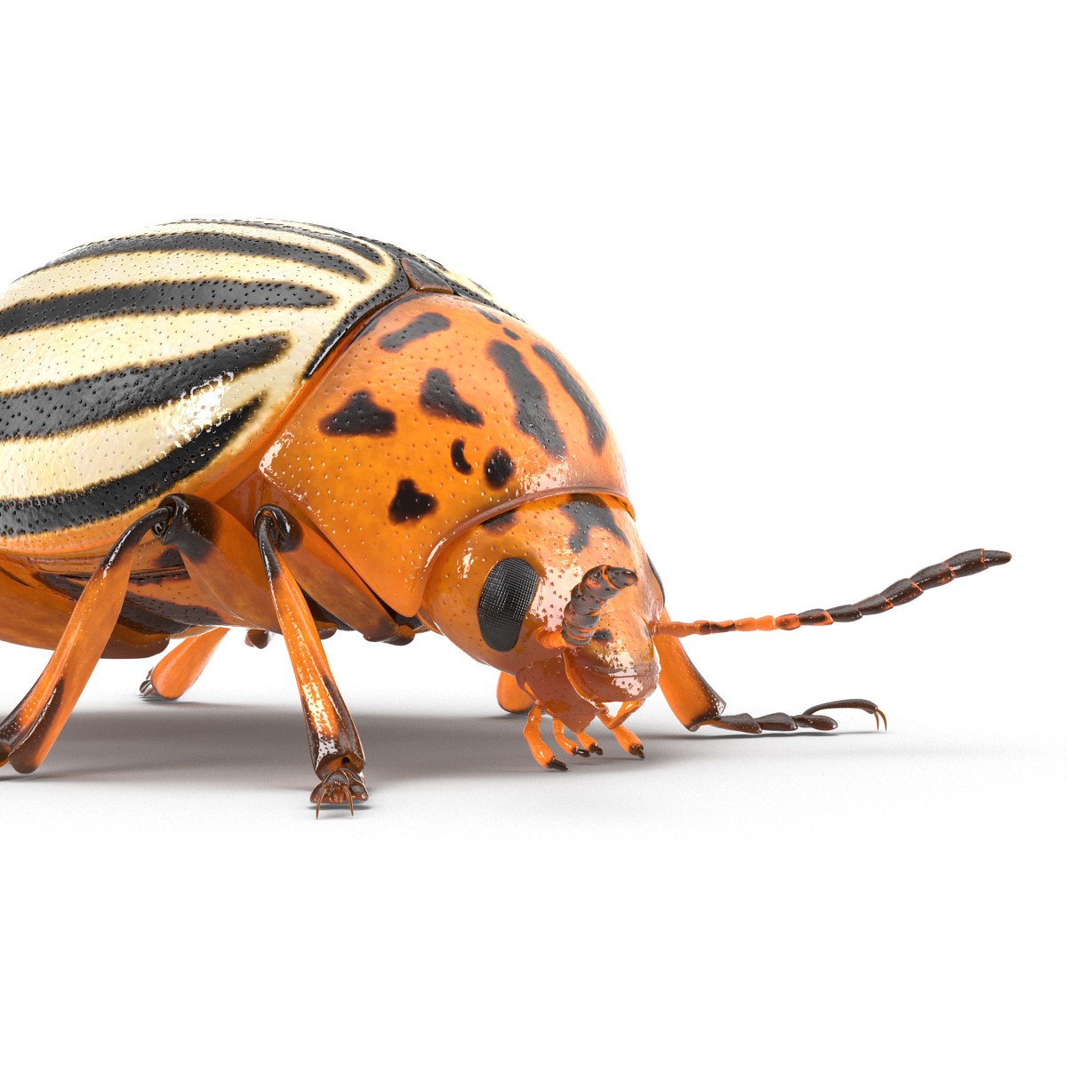 Colorado Potato Beetle Rigged 3D model