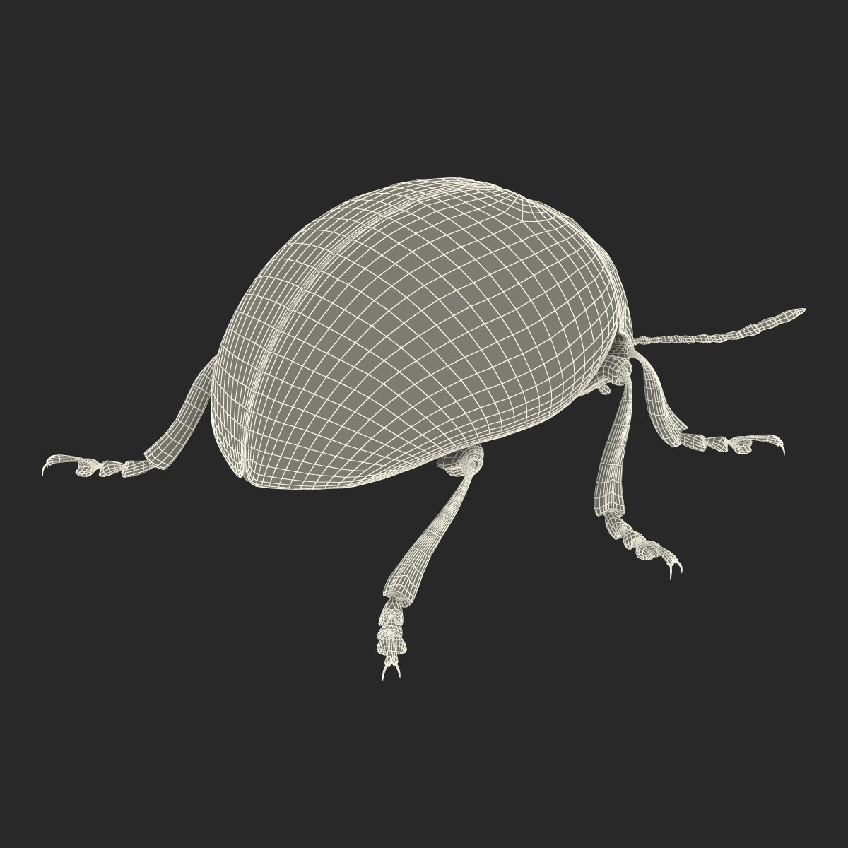 Colorado Potato Beetle Rigged 3D model