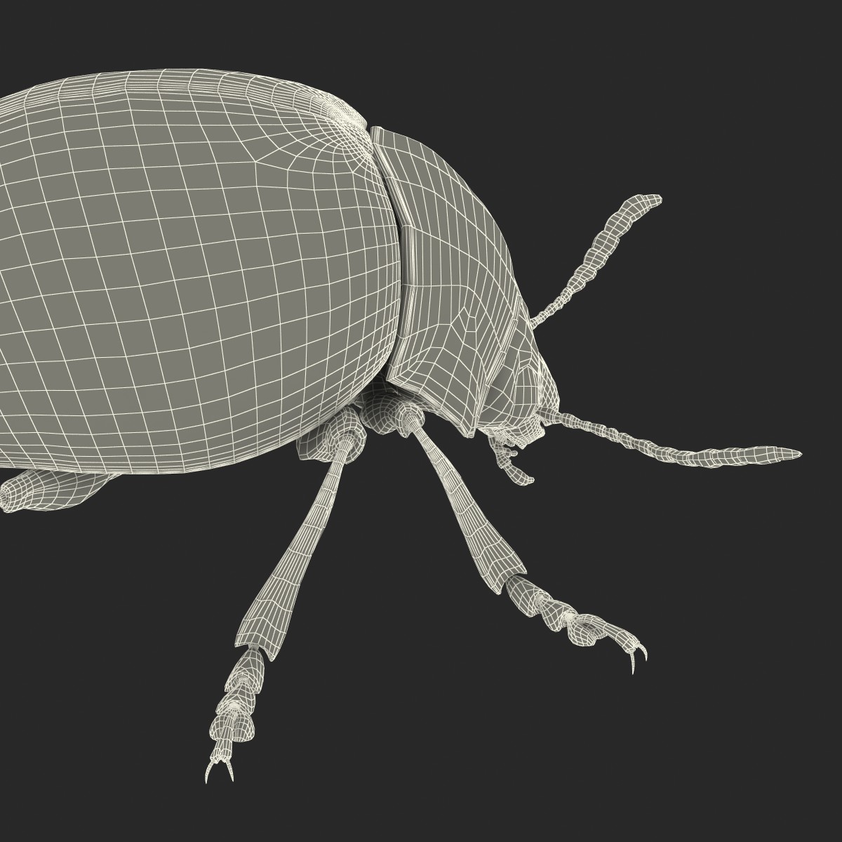 Colorado Potato Beetle Rigged 3D model