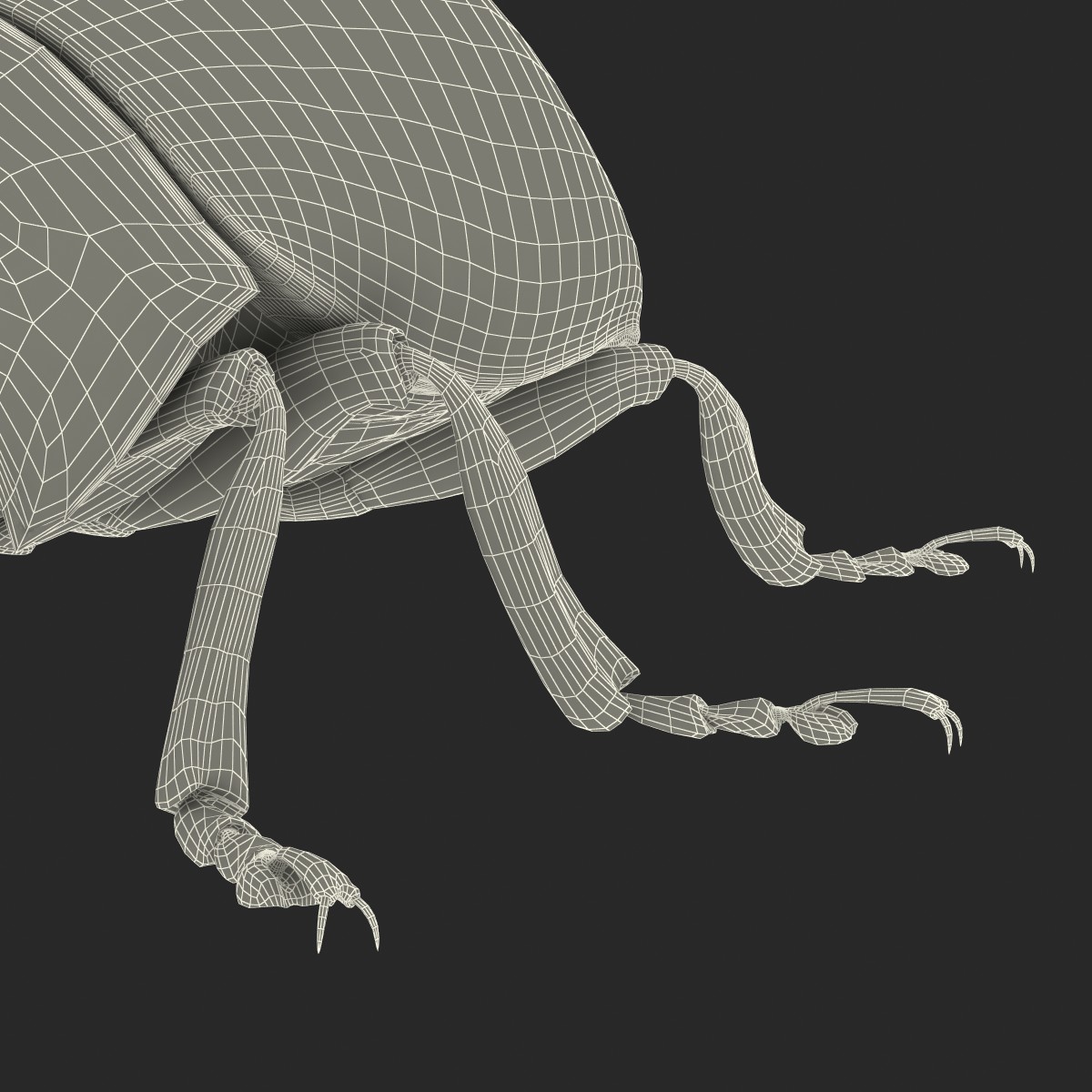 Colorado Potato Beetle Rigged 3D model