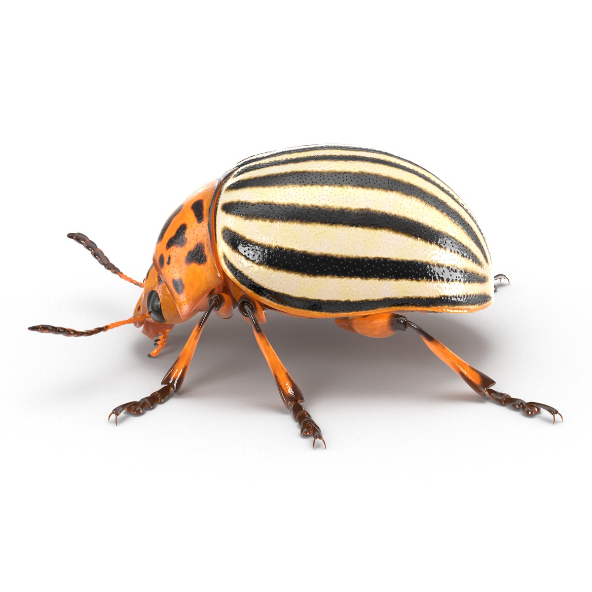 Colorado Potato Beetle 3D