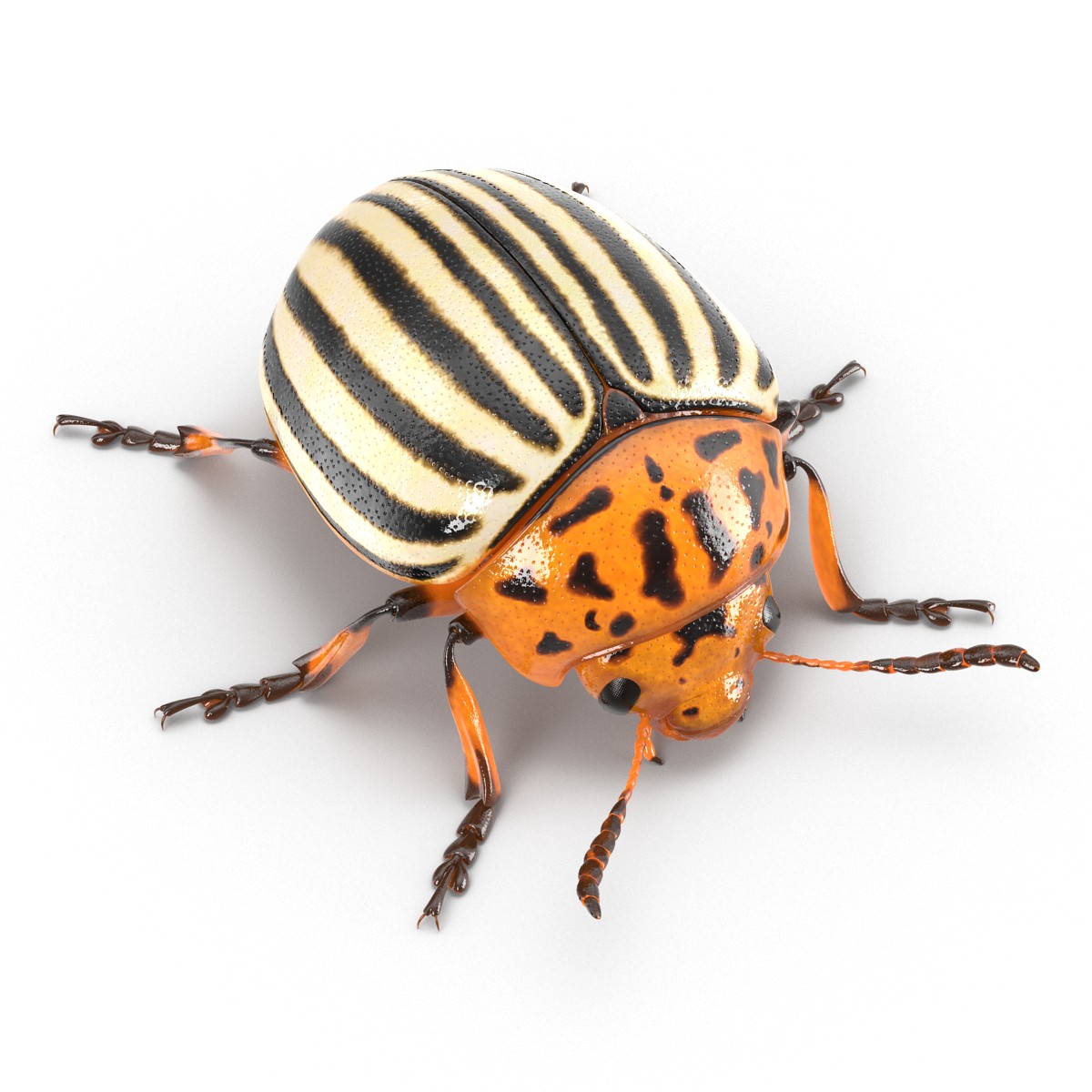 Colorado Potato Beetle 3D