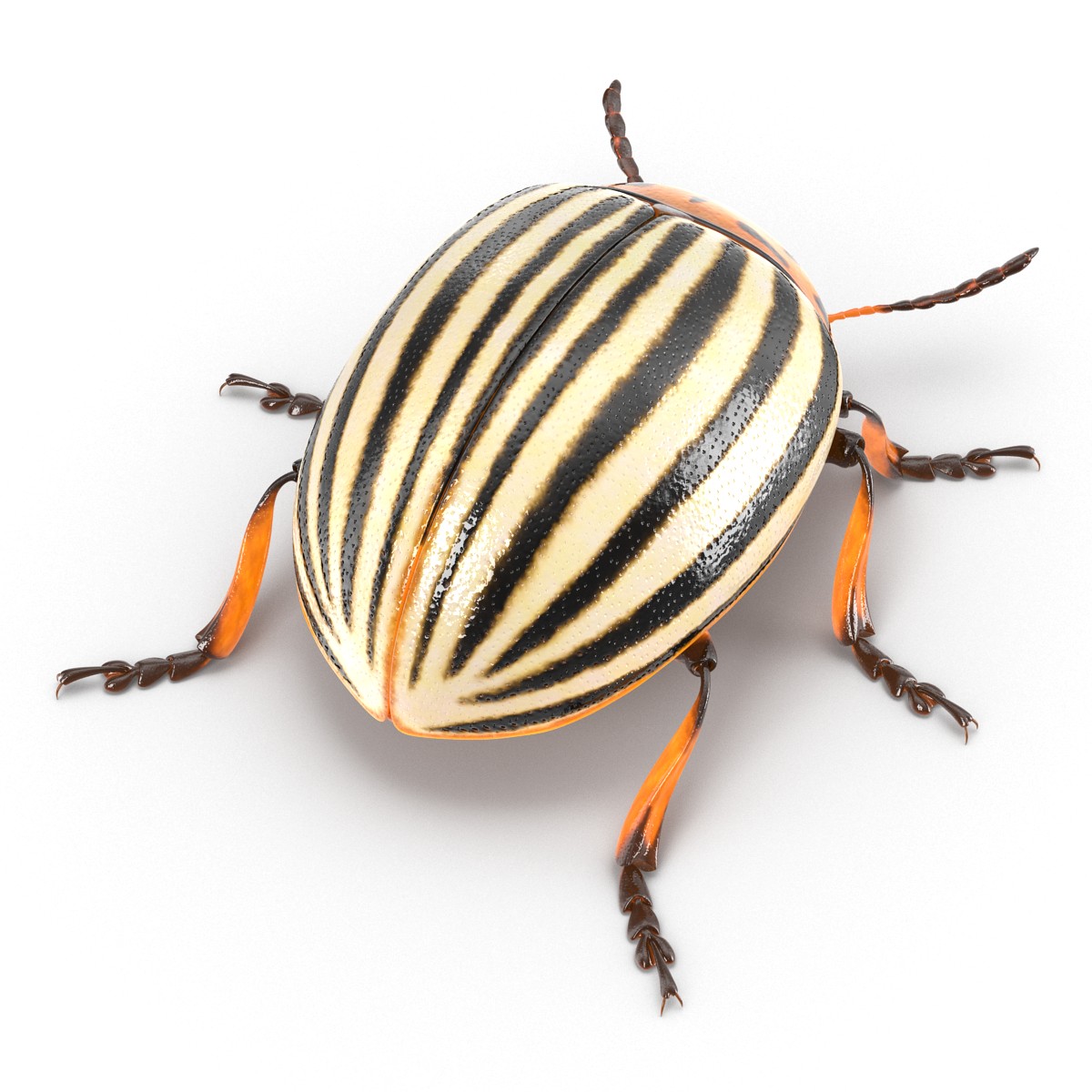 Colorado Potato Beetle 3D