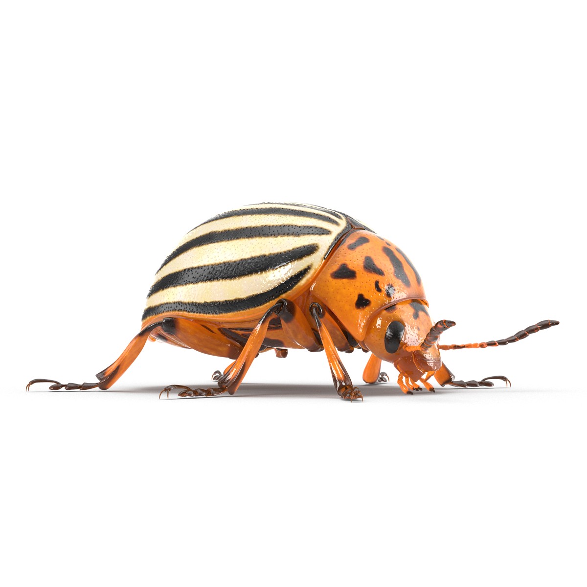 Colorado Potato Beetle 3D