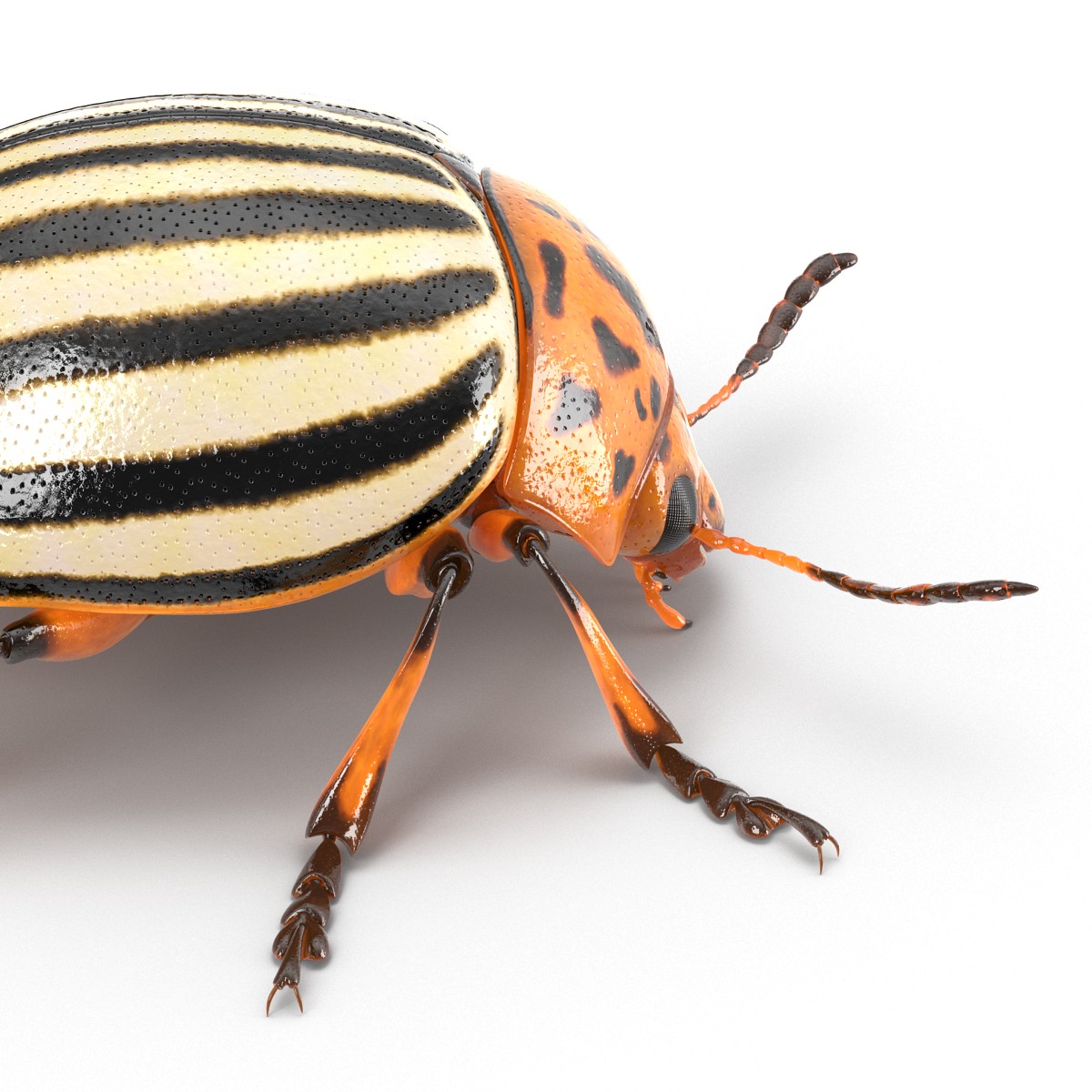 Colorado Potato Beetle 3D