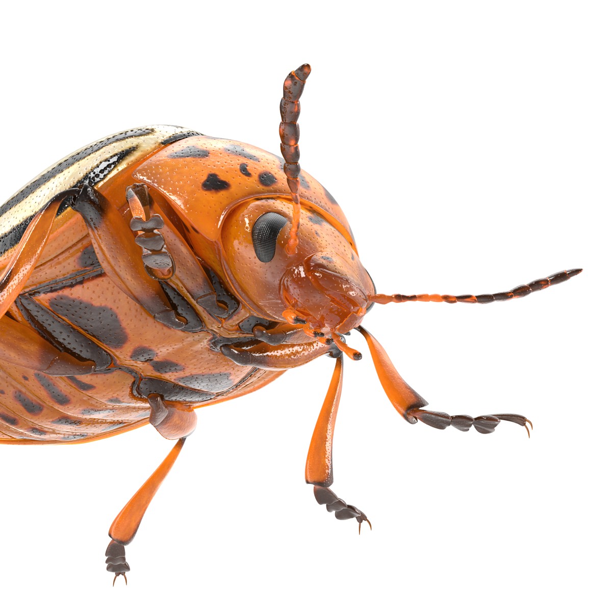 Colorado Potato Beetle 3D