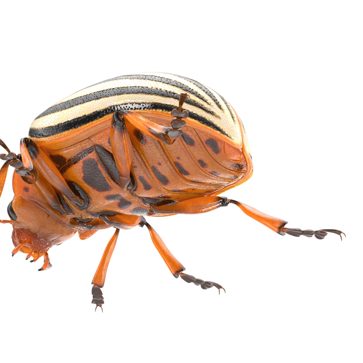 Colorado Potato Beetle 3D