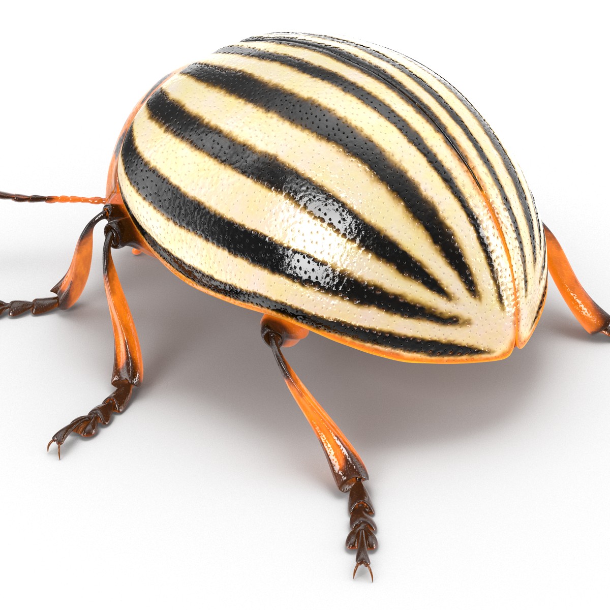 Colorado Potato Beetle 3D