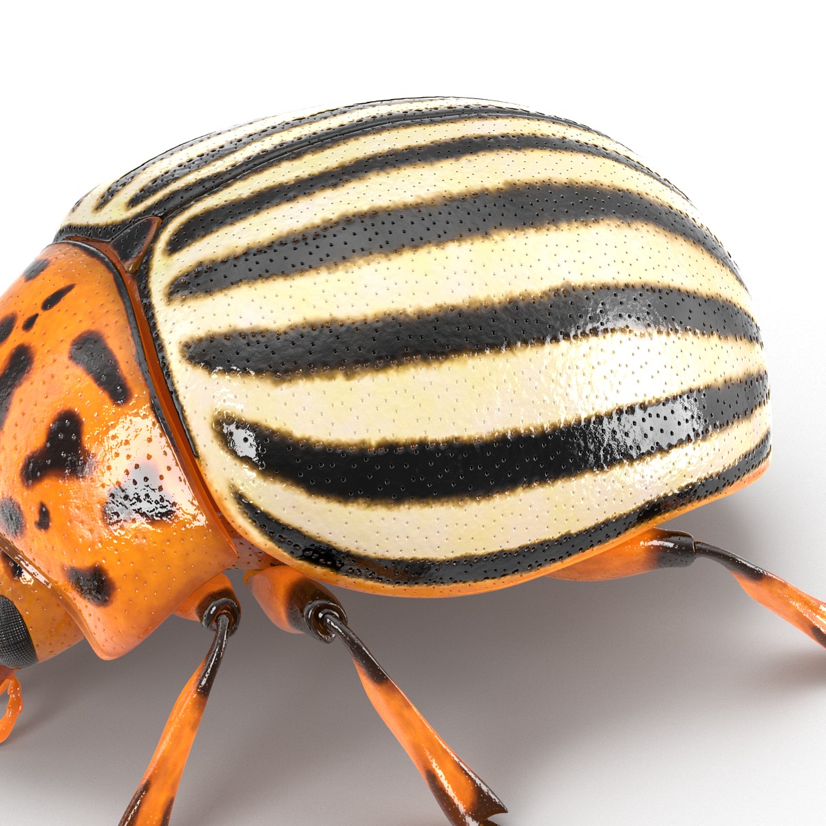 Colorado Potato Beetle 3D