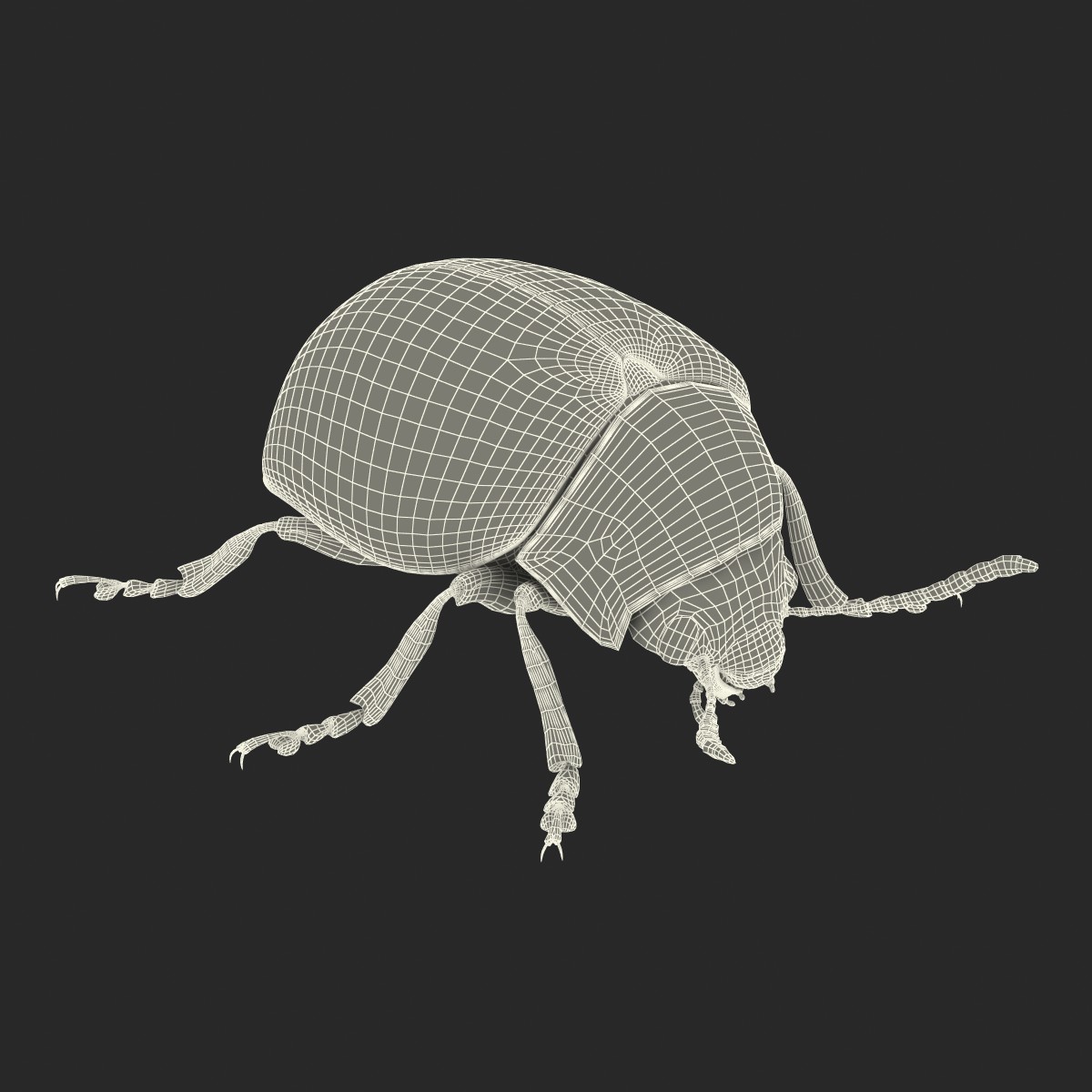 Colorado Potato Beetle 3D