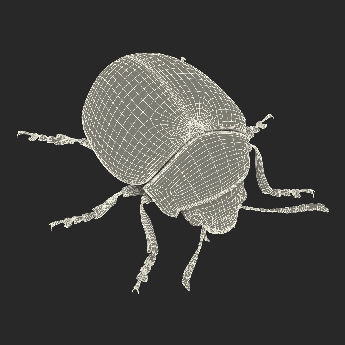 Colorado Potato Beetle 3D