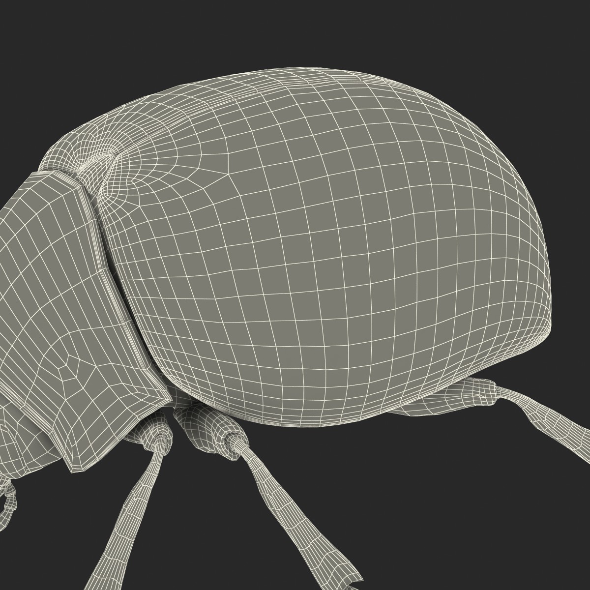 Colorado Potato Beetle 3D