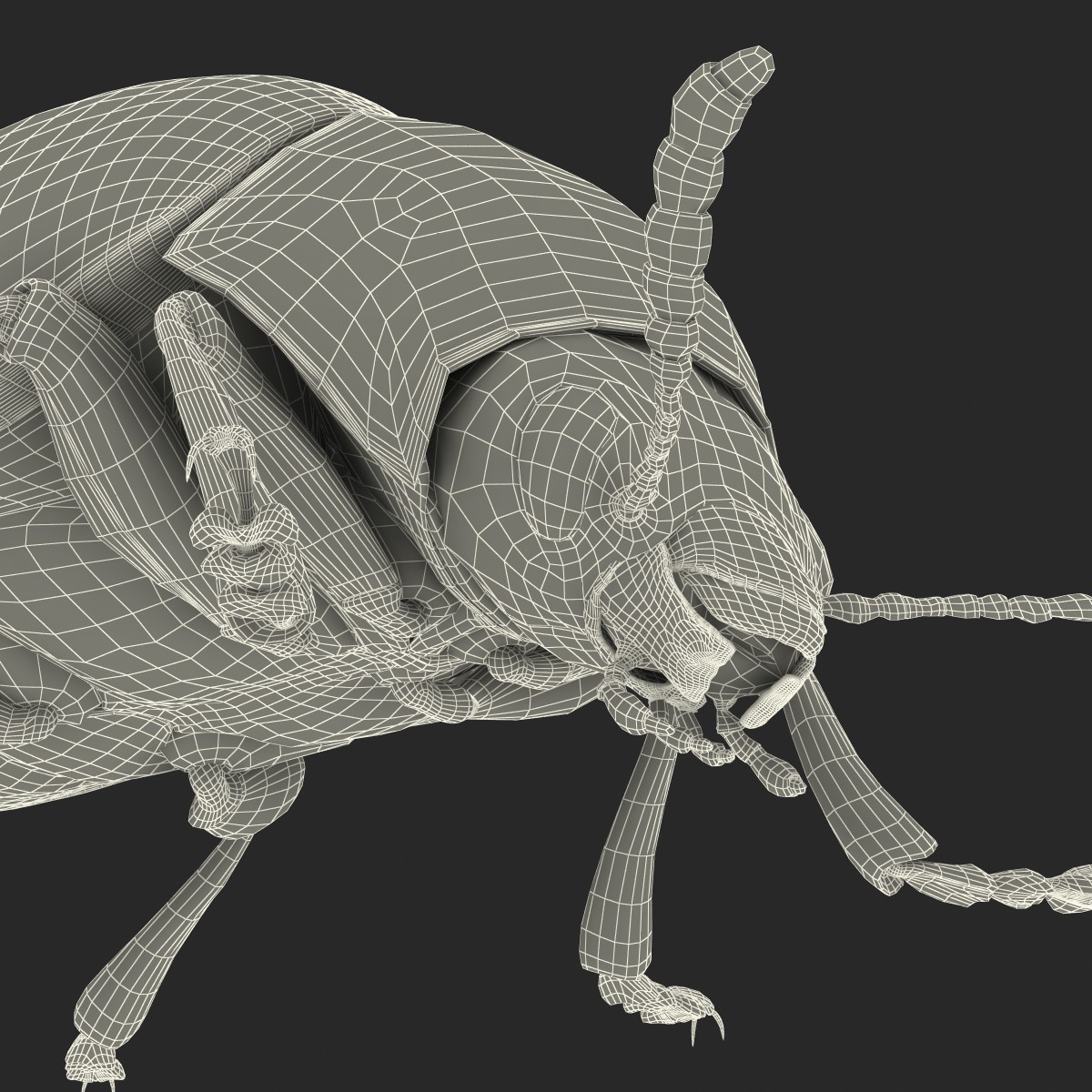 Colorado Potato Beetle 3D