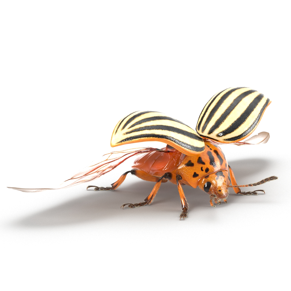 3D model Colorado Potato Beetle 2 with Fur Rigged