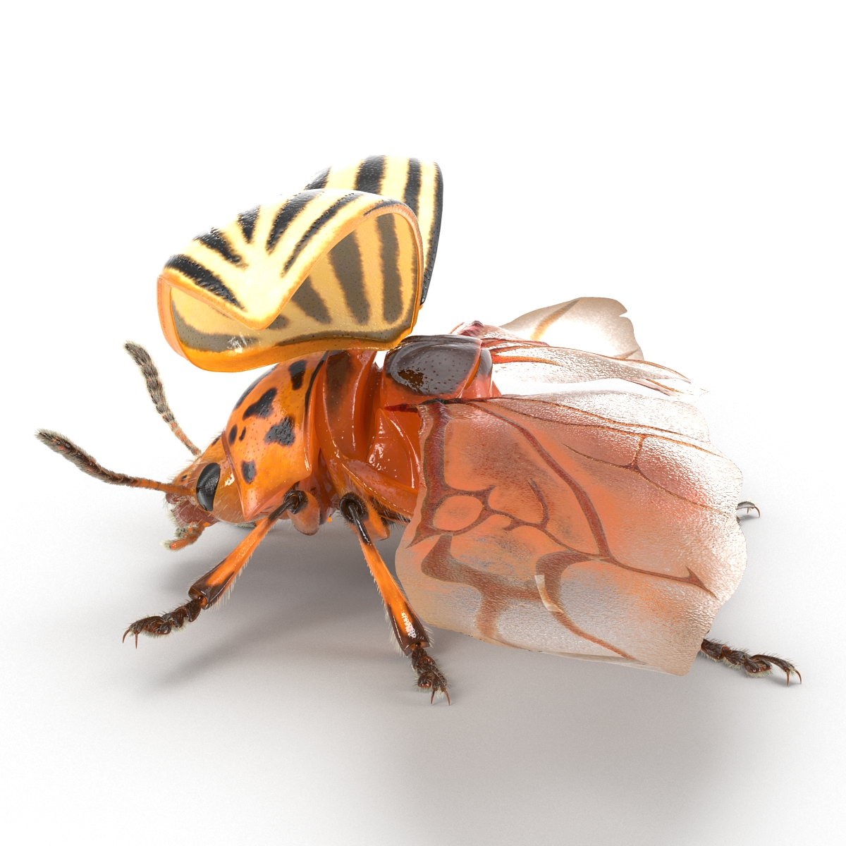 3D model Colorado Potato Beetle 2 with Fur Rigged