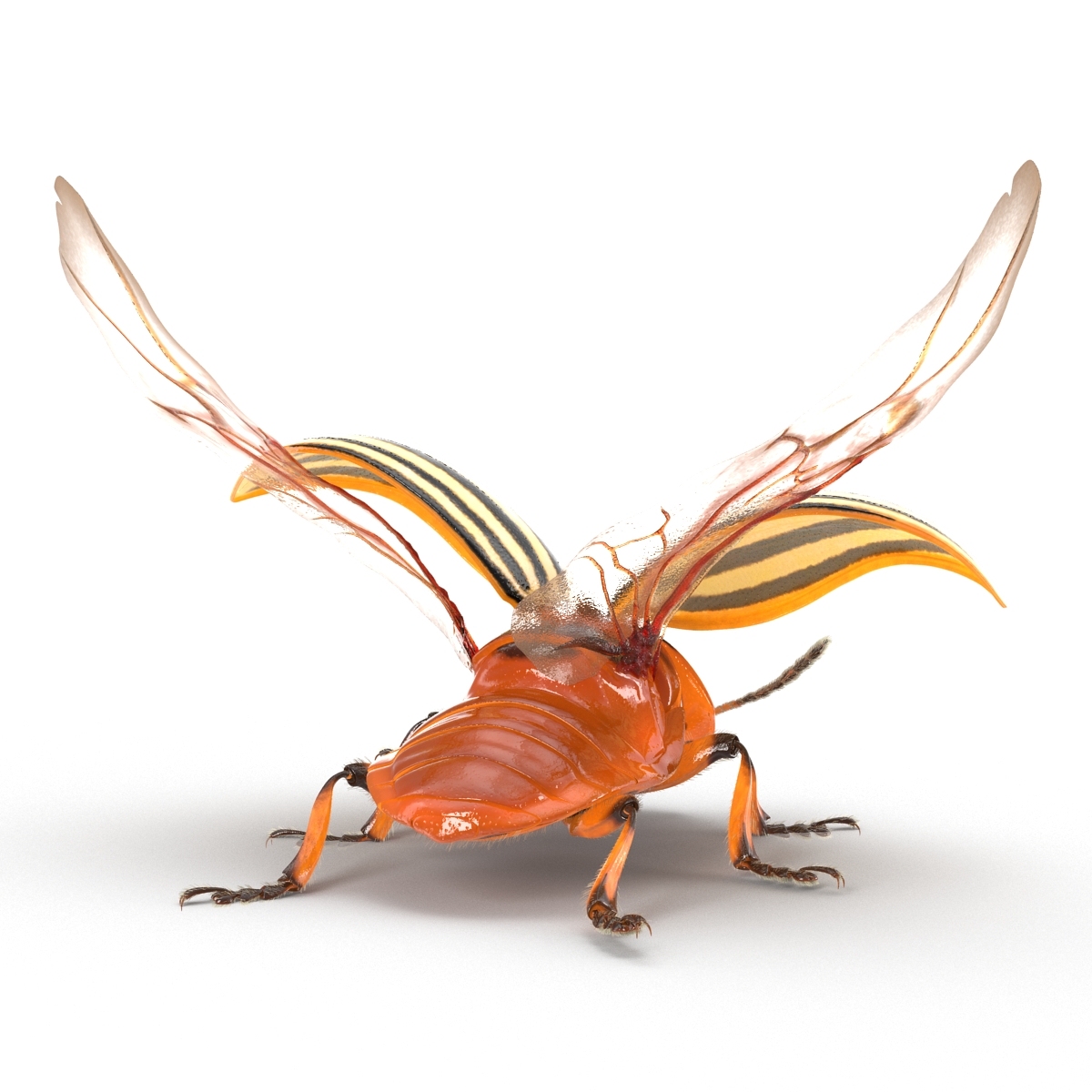 3D model Colorado Potato Beetle 2 with Fur Rigged