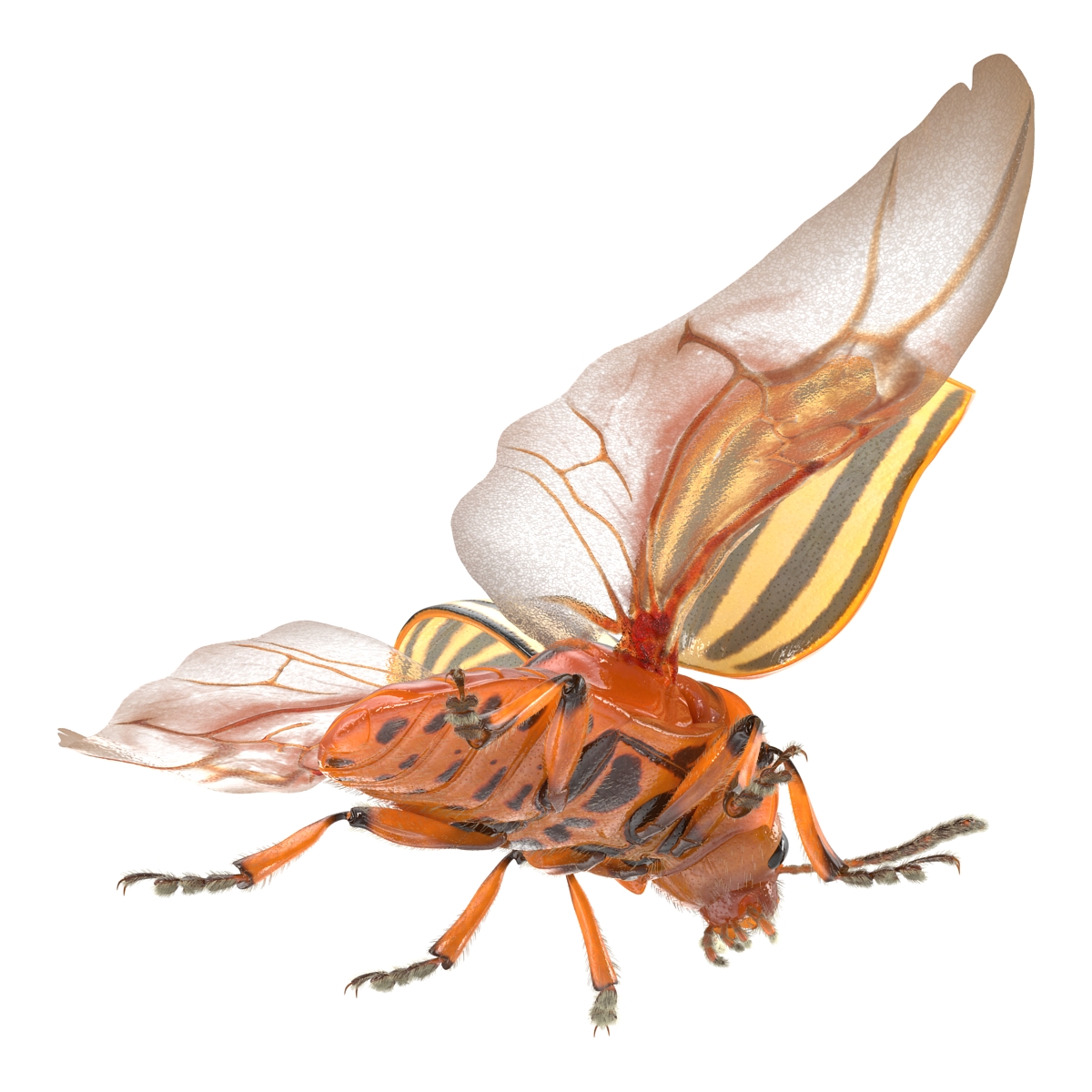 3D Colorado Potato Beetle 2 with Fur model