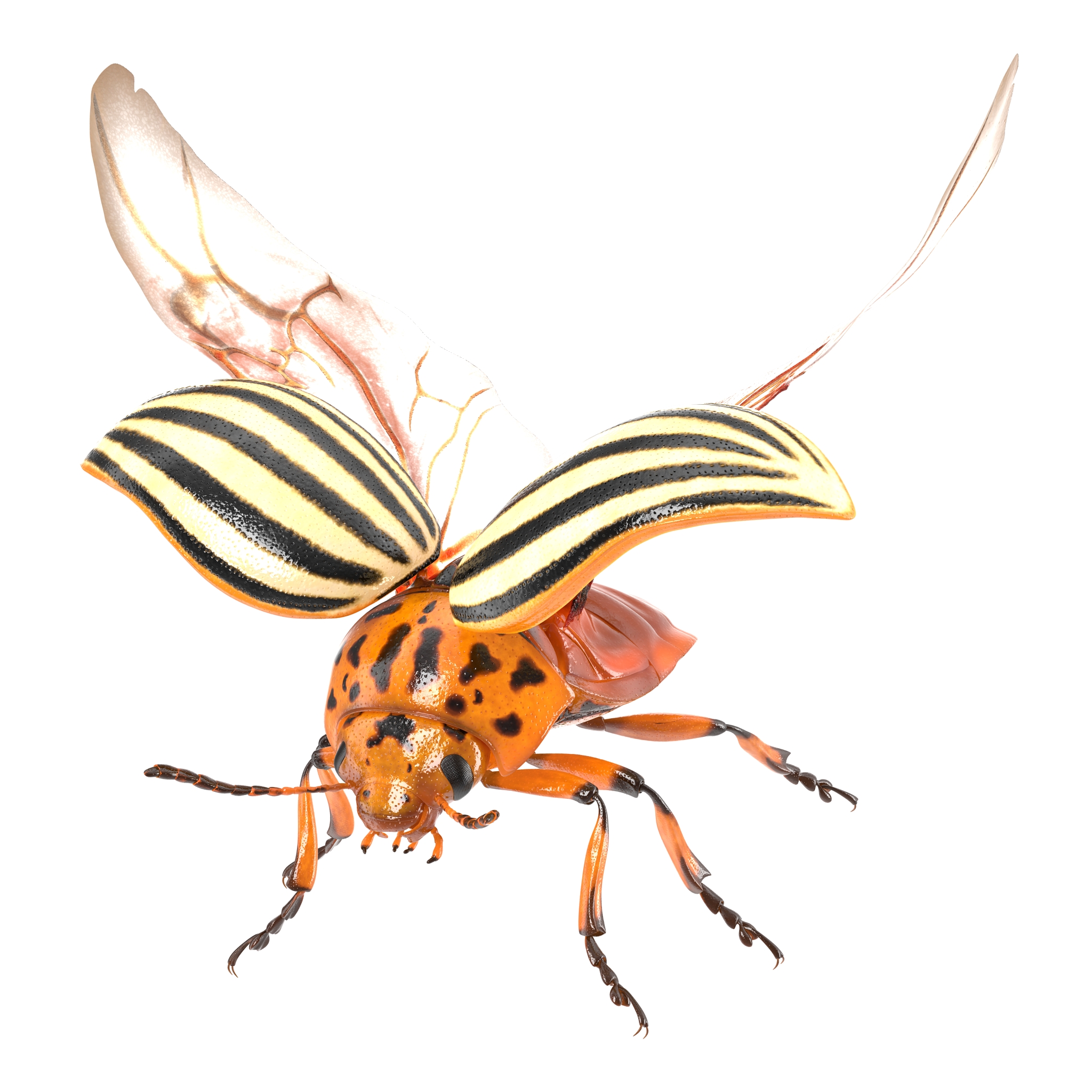 3D model Colorado Potato Beetle 2 Rigged for Cinema 4D