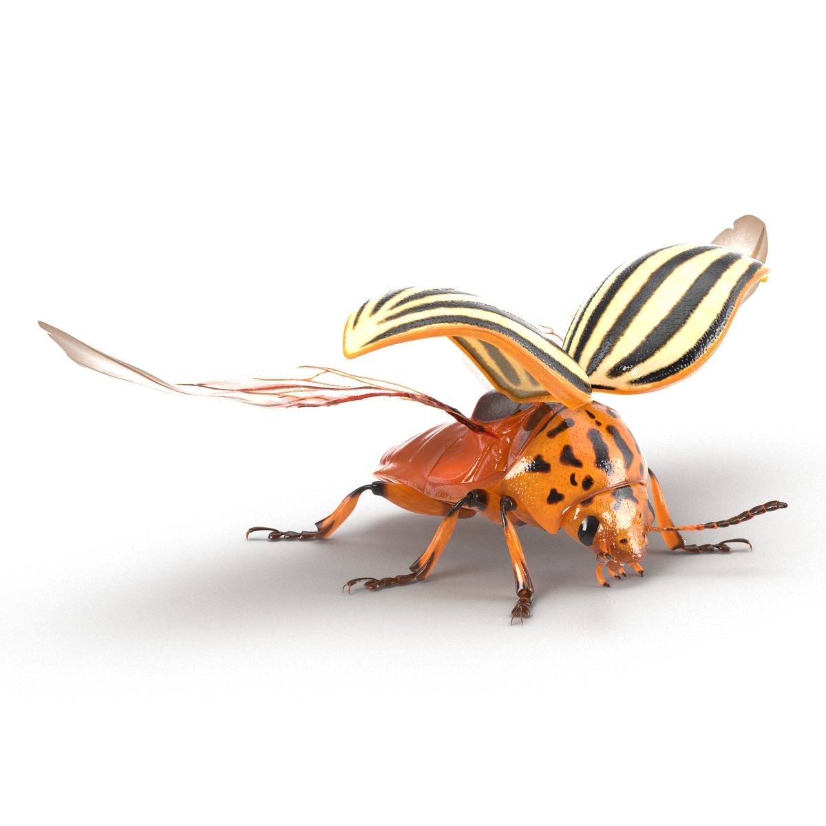 3D model Colorado Potato Beetle 2 Rigged for Cinema 4D